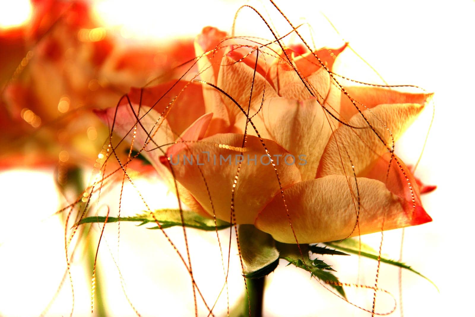 rose without hip without rosehip
