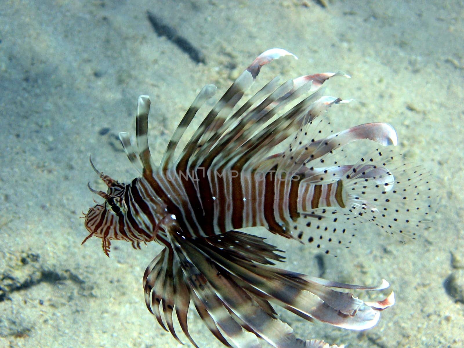 Lionfish