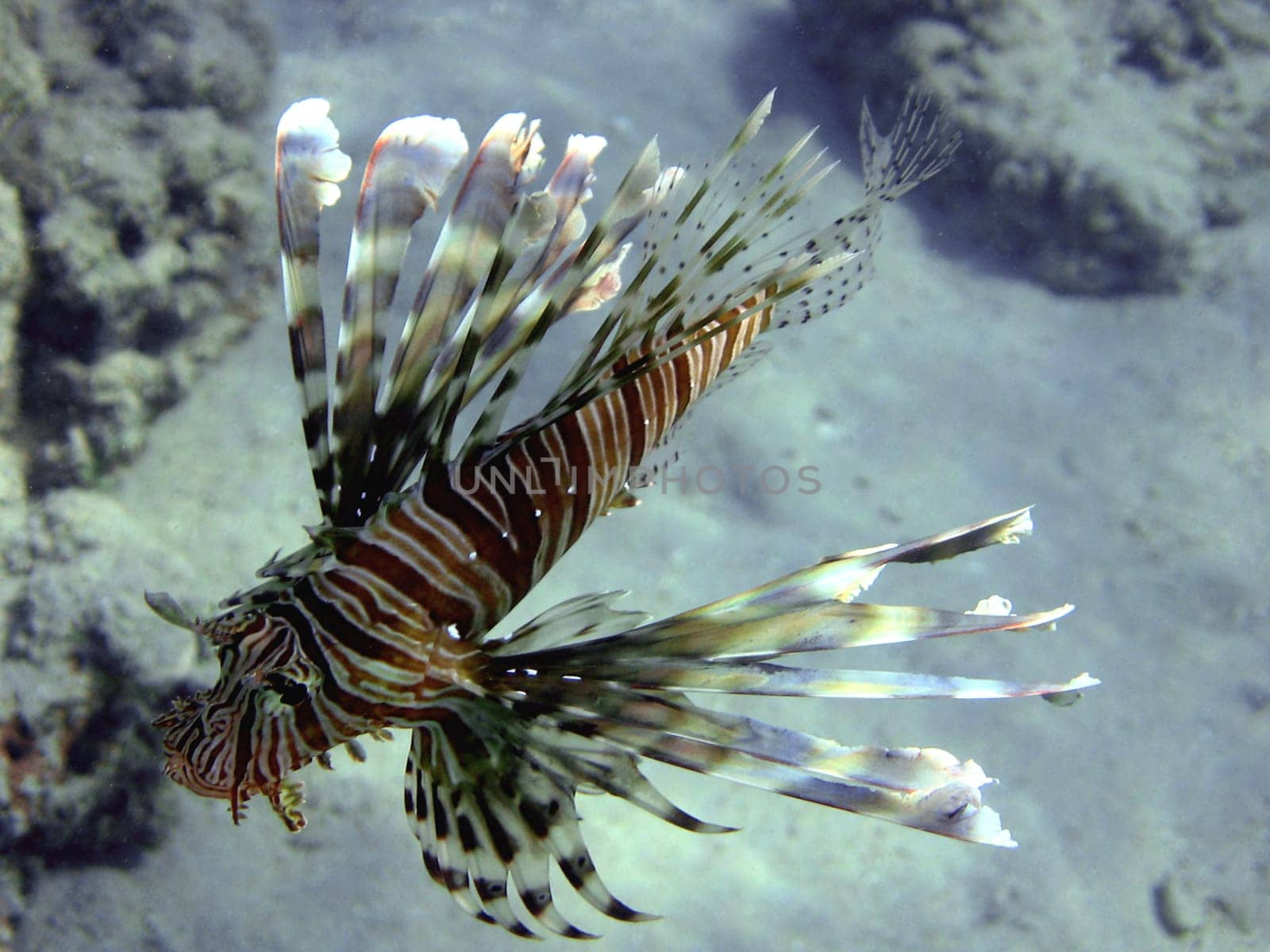 Lionfish