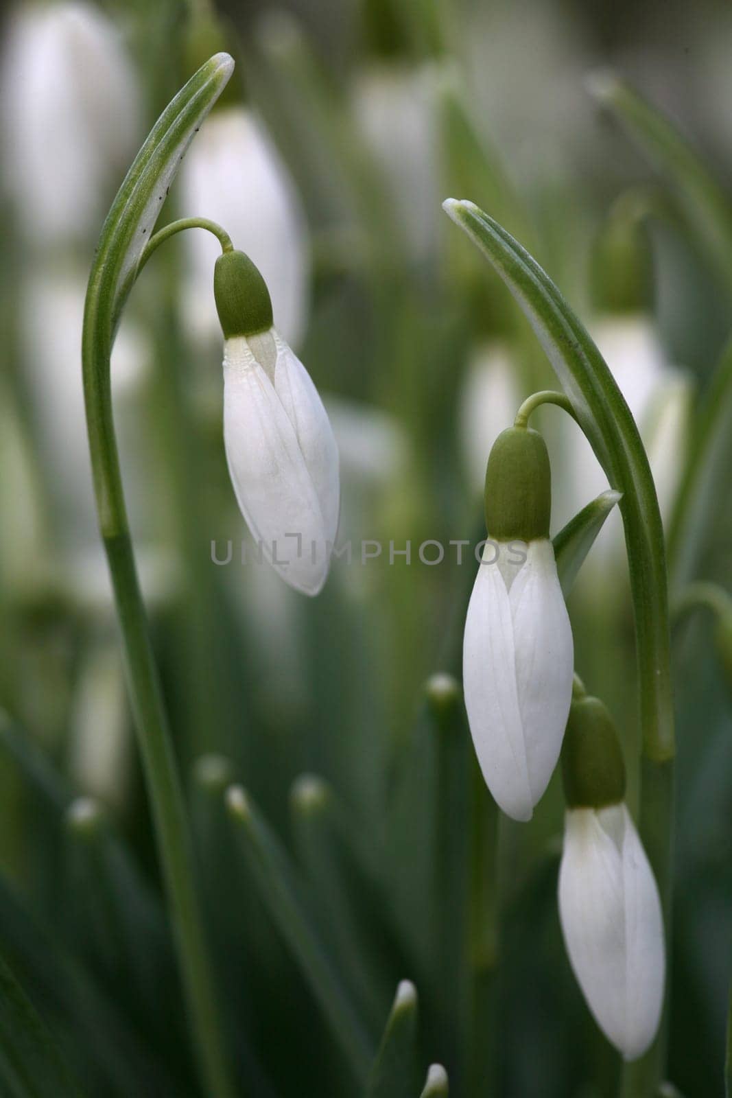 Snowdrop