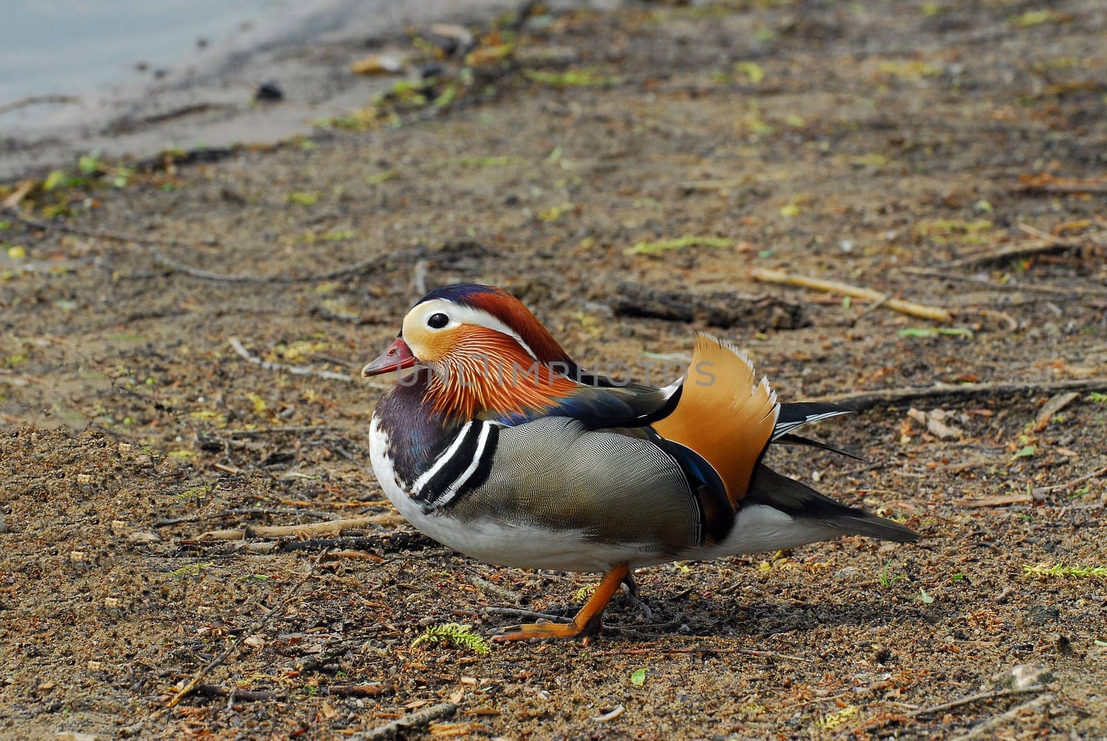 Mandarin