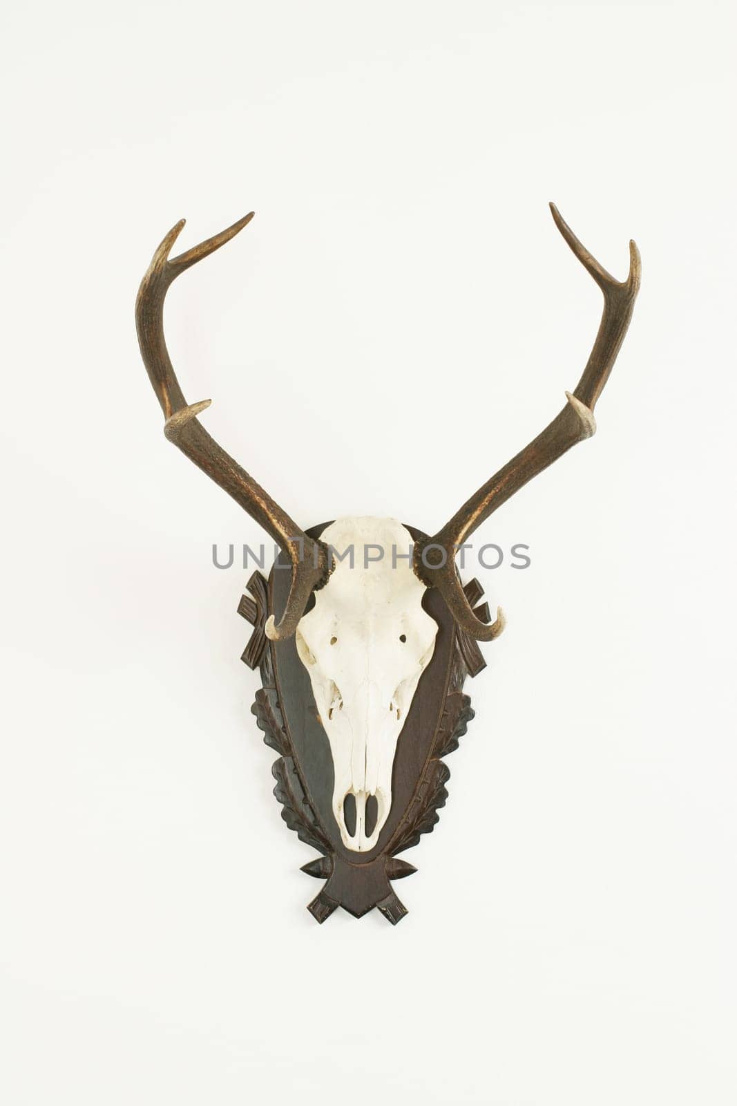 Trophy