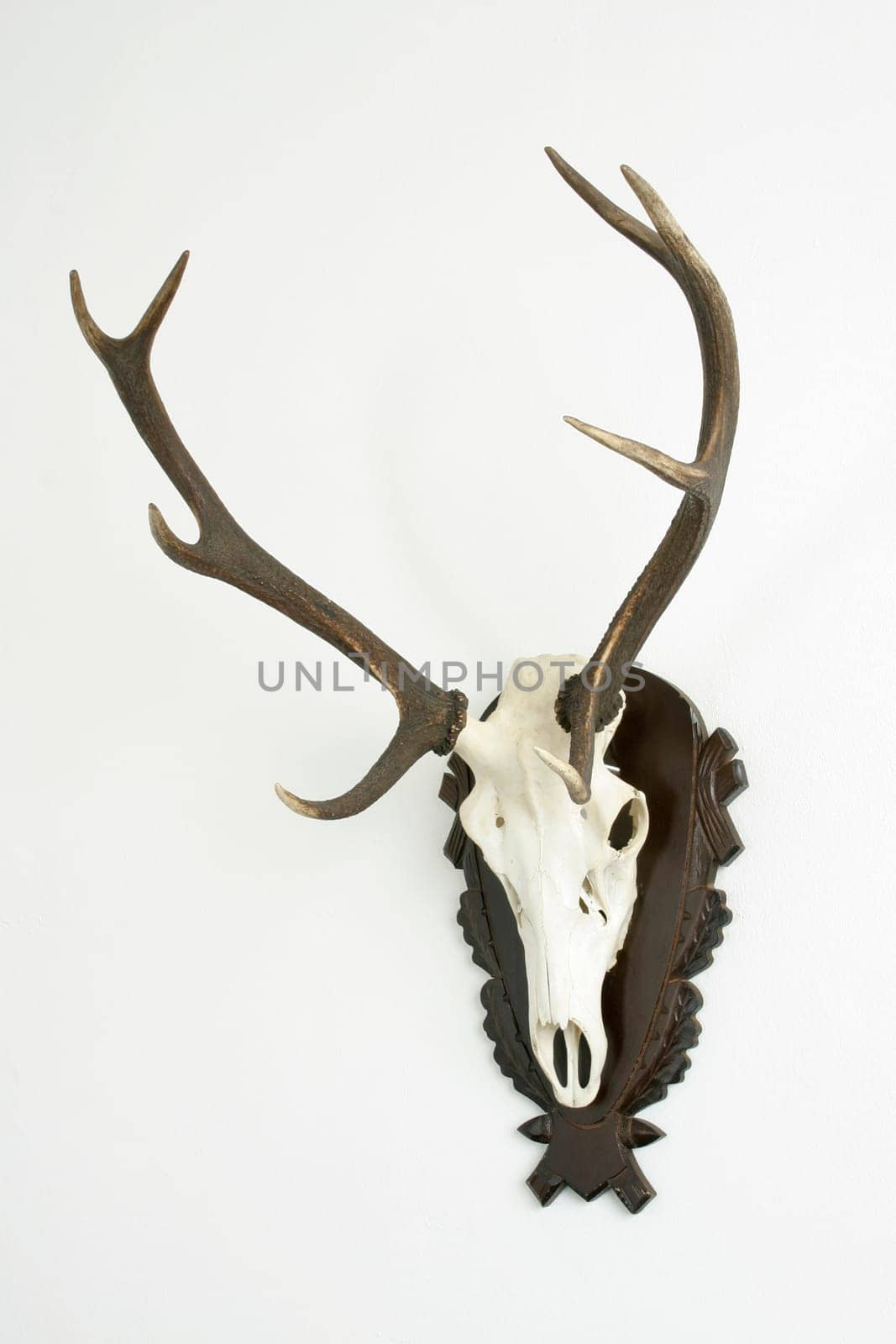 Trophy