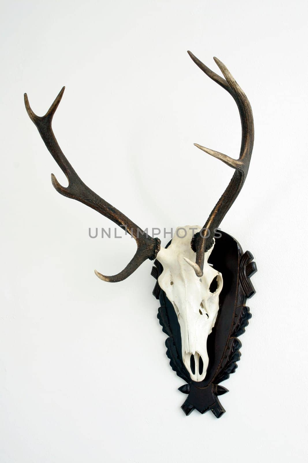 Trophy