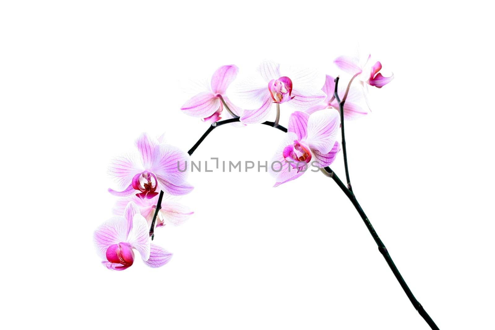 Orchids