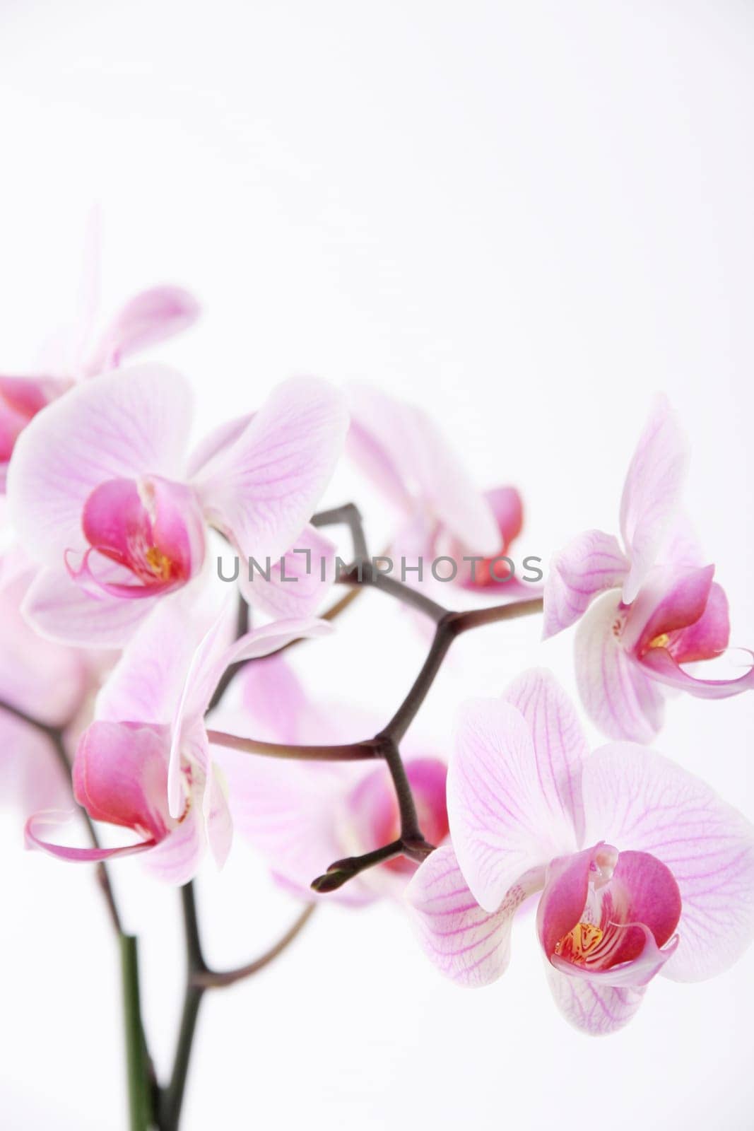 Orchid