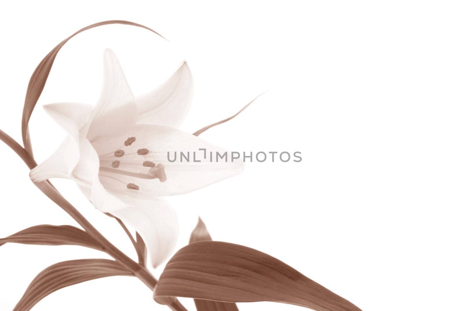 Lily