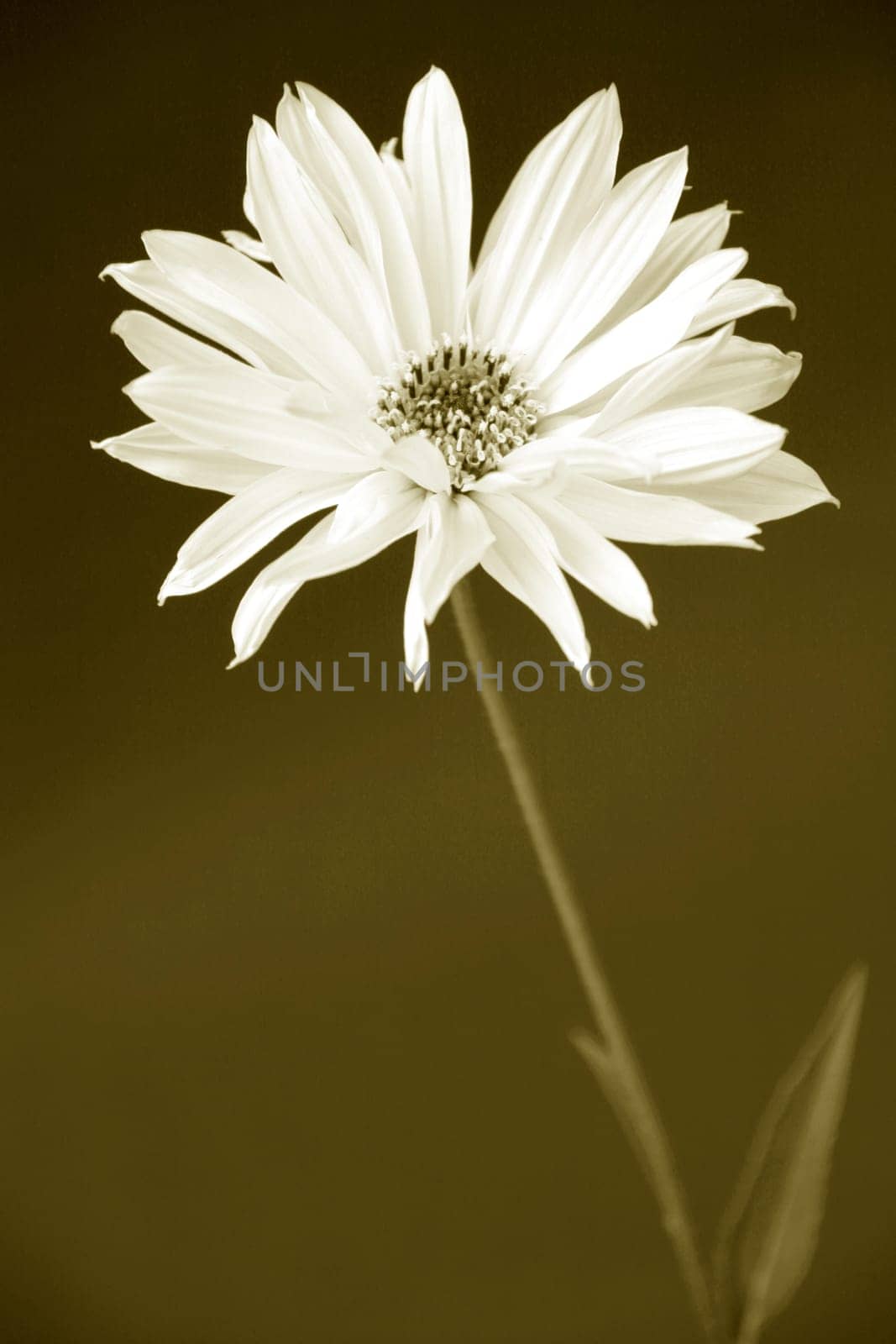 Heliopsis
