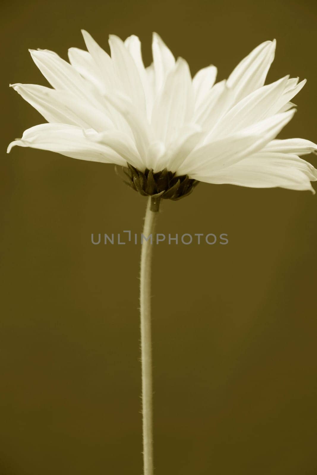 Heliopsis