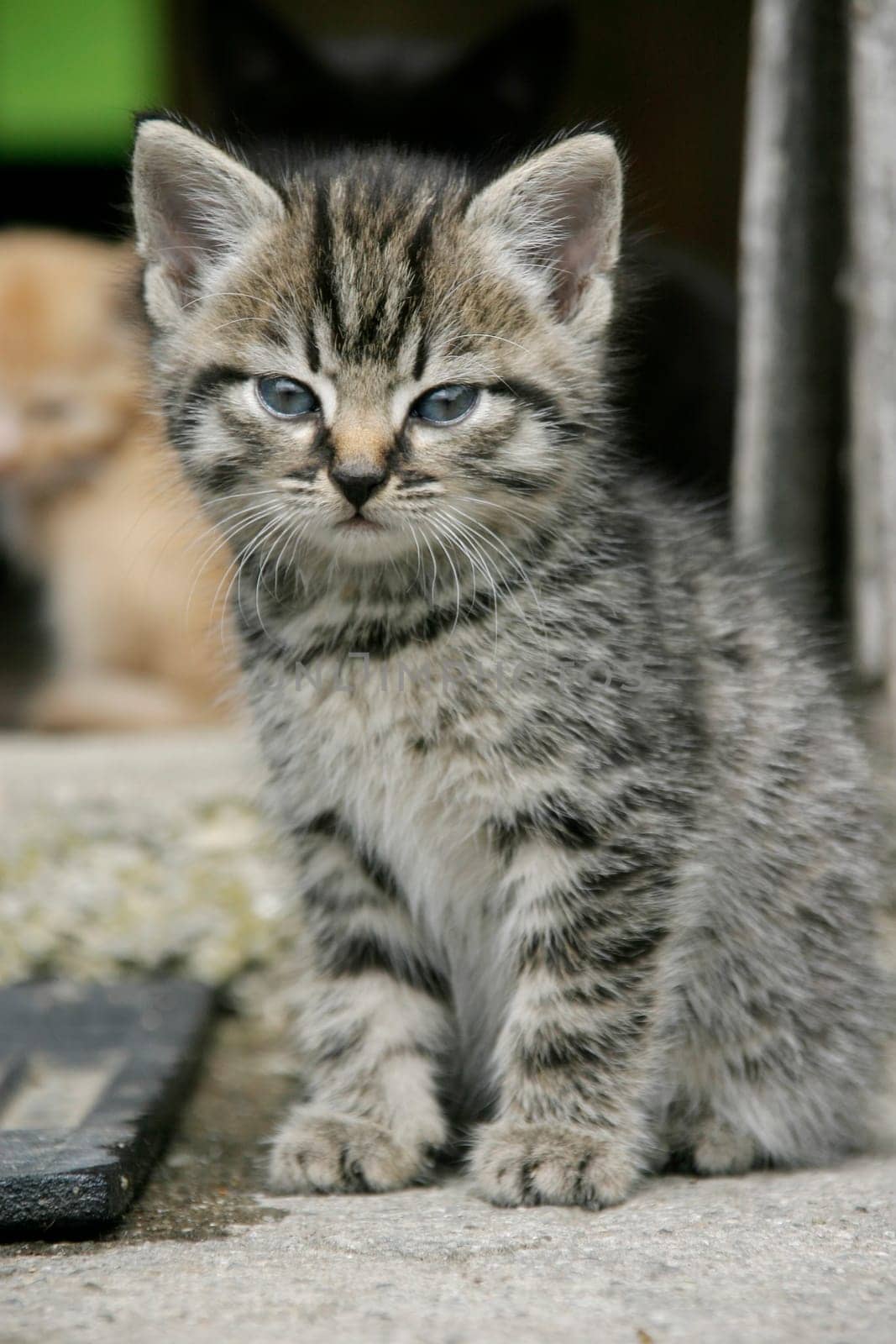 Kitten grey-covered