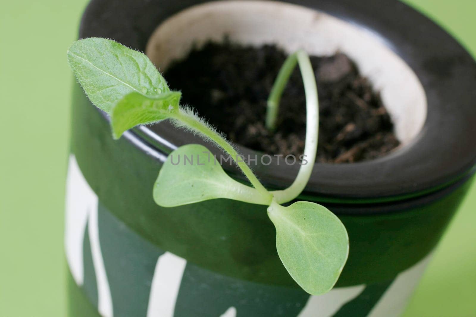 Flower pot with seedling