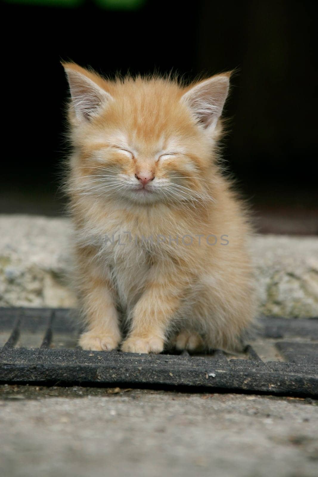 Kitten red-tailed