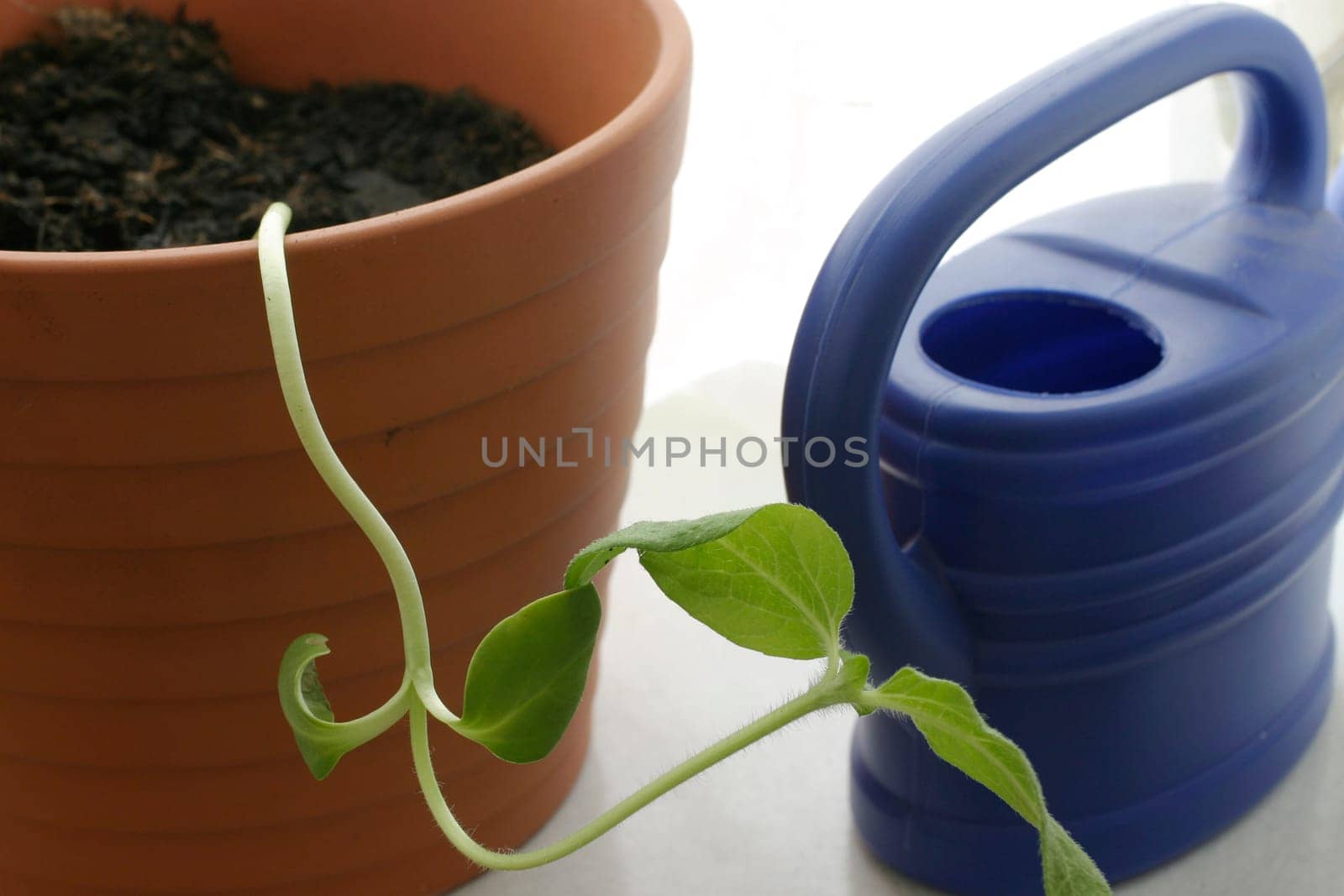 Flower pot with seedling
