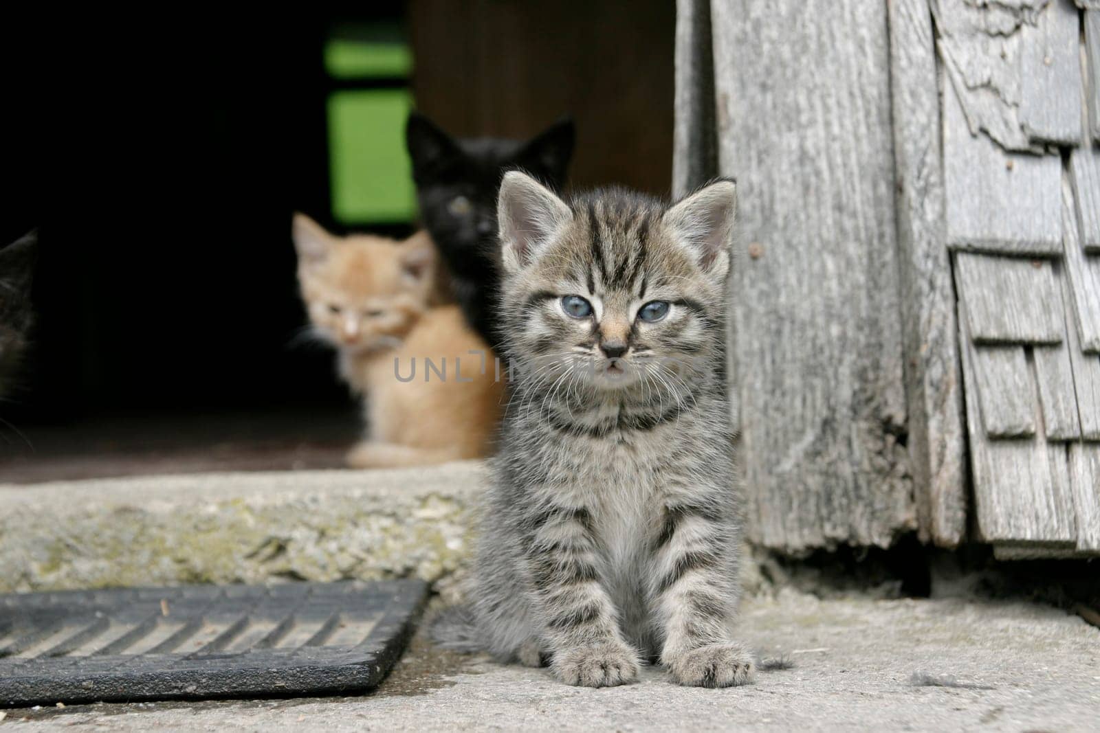 Kitten grey-covered