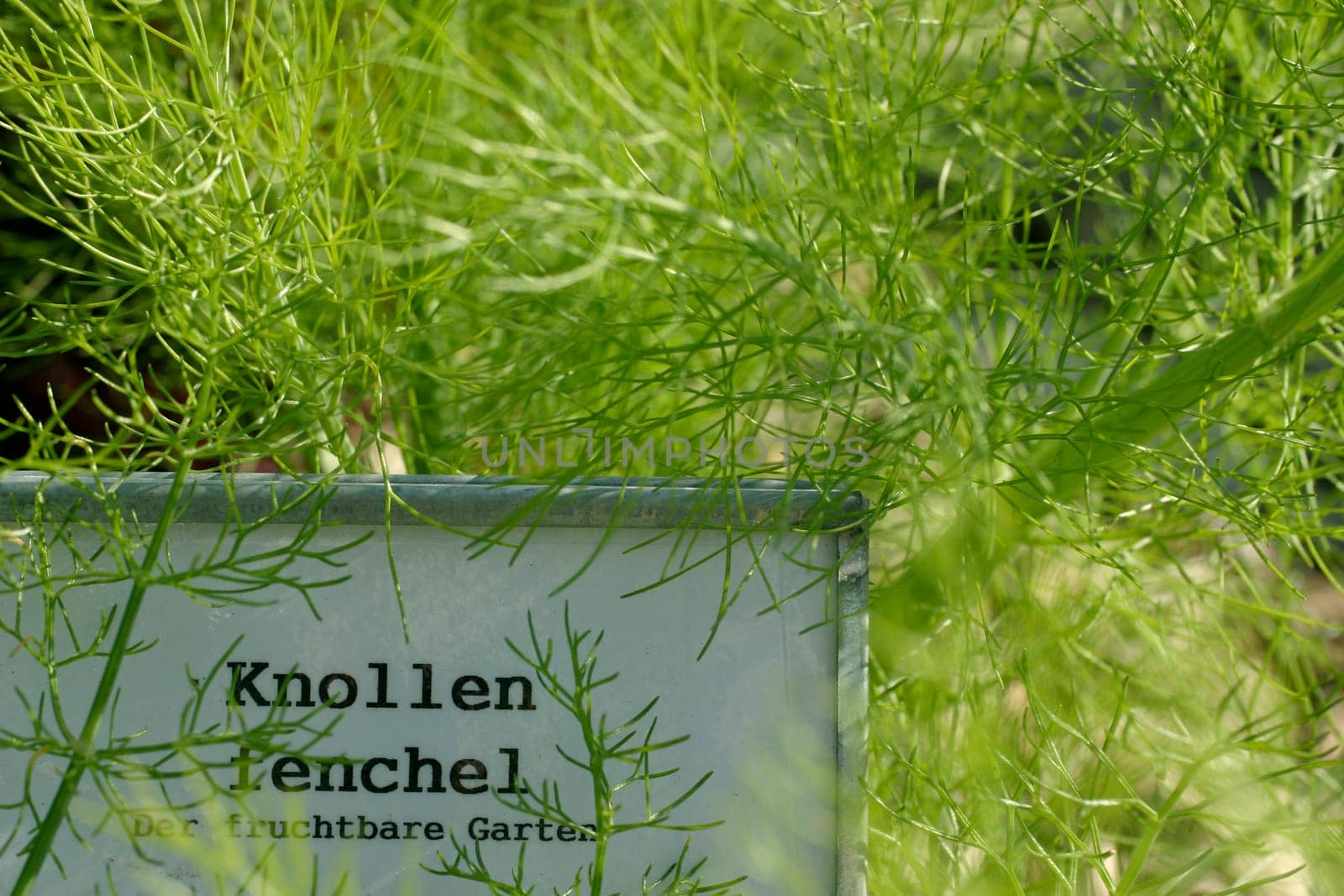 Bulbous fennel