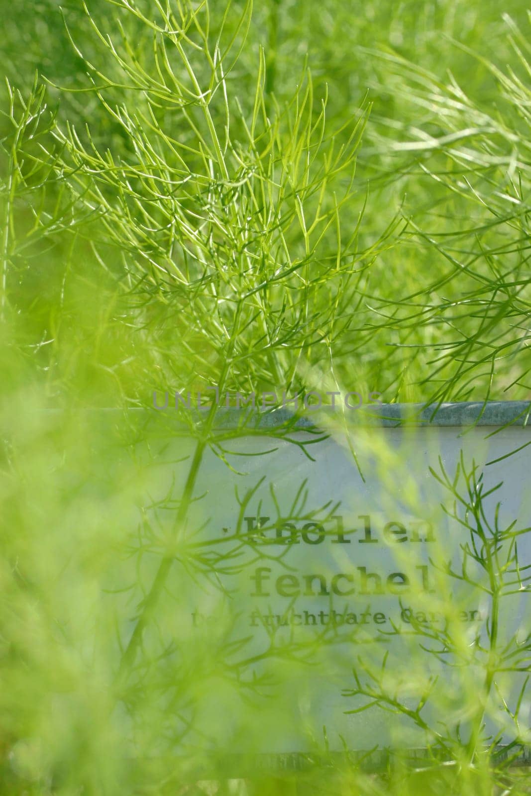 Fennel