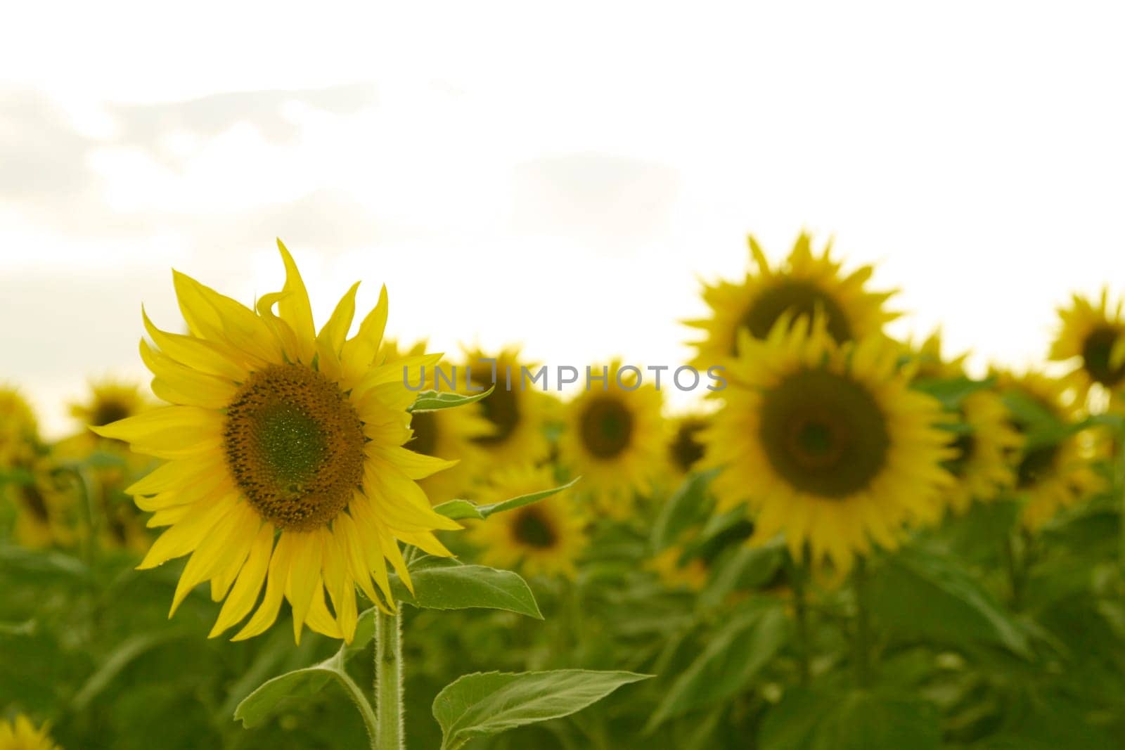 Sunflowers