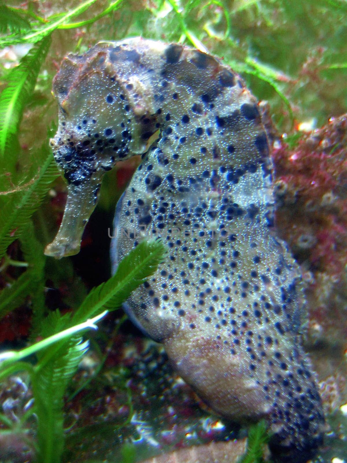 These fish are extremely variable in color. Depending on the stage of development,state of mind and environment,they have different colors. All seahorses in this series belong to one species,although they differ in species. Have colors. That doesn't make it so easy them