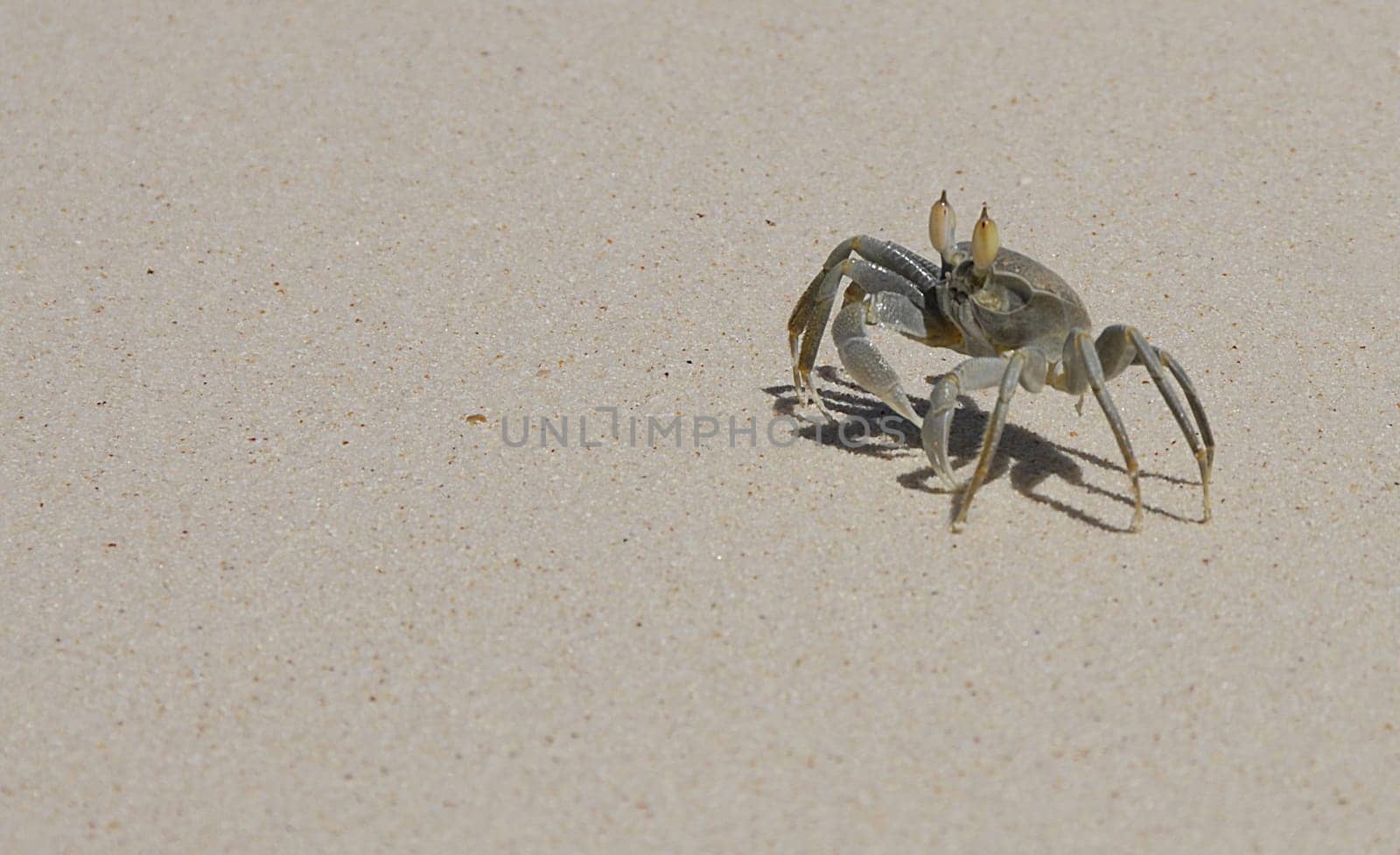 The beach crab is one of the crustaceans,which,with almost 30,000 species,form one of the most common groups of forms of marine fauna. Like almost all major cancers,it also belongs to the decapod crabs.