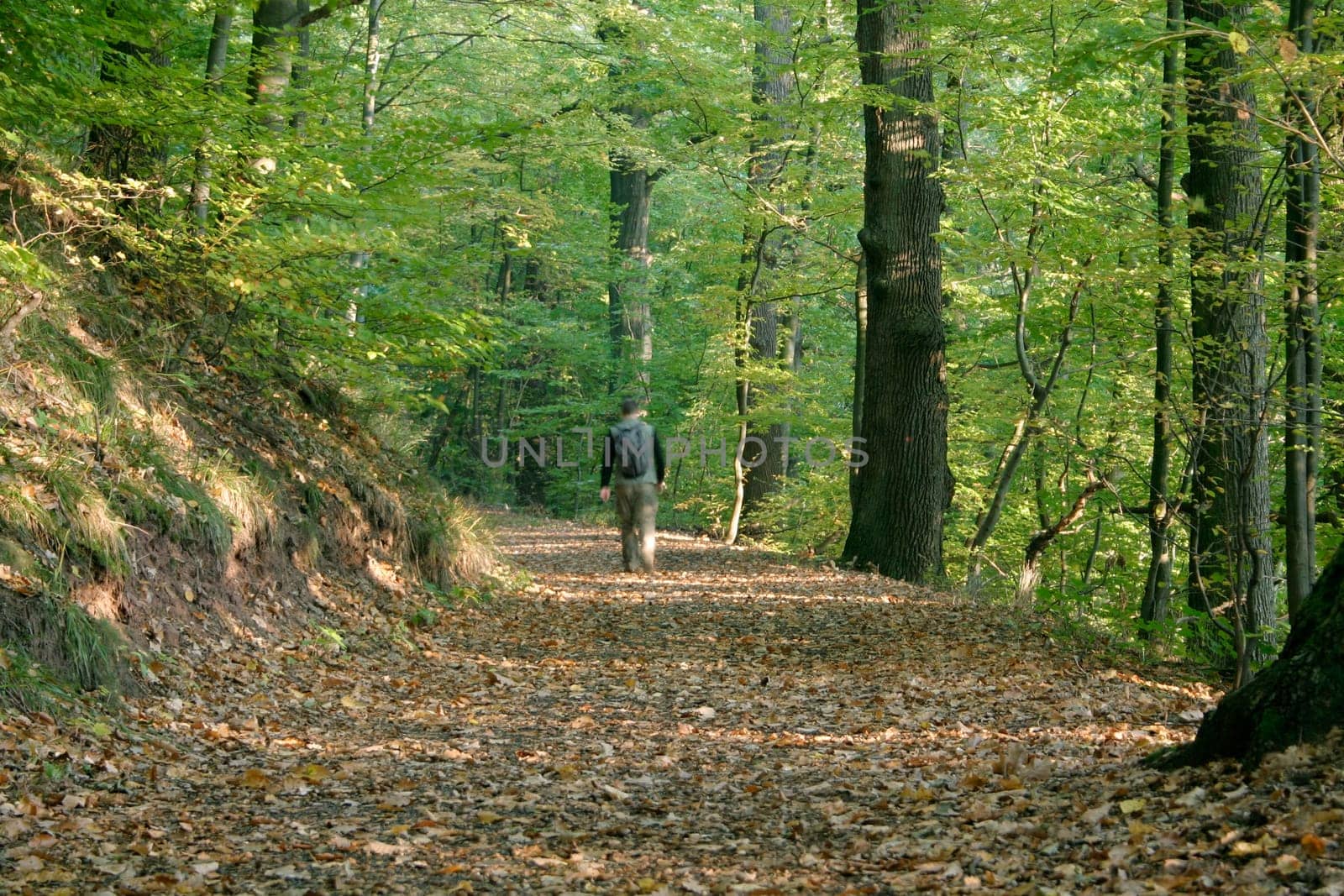Hikers,forest path