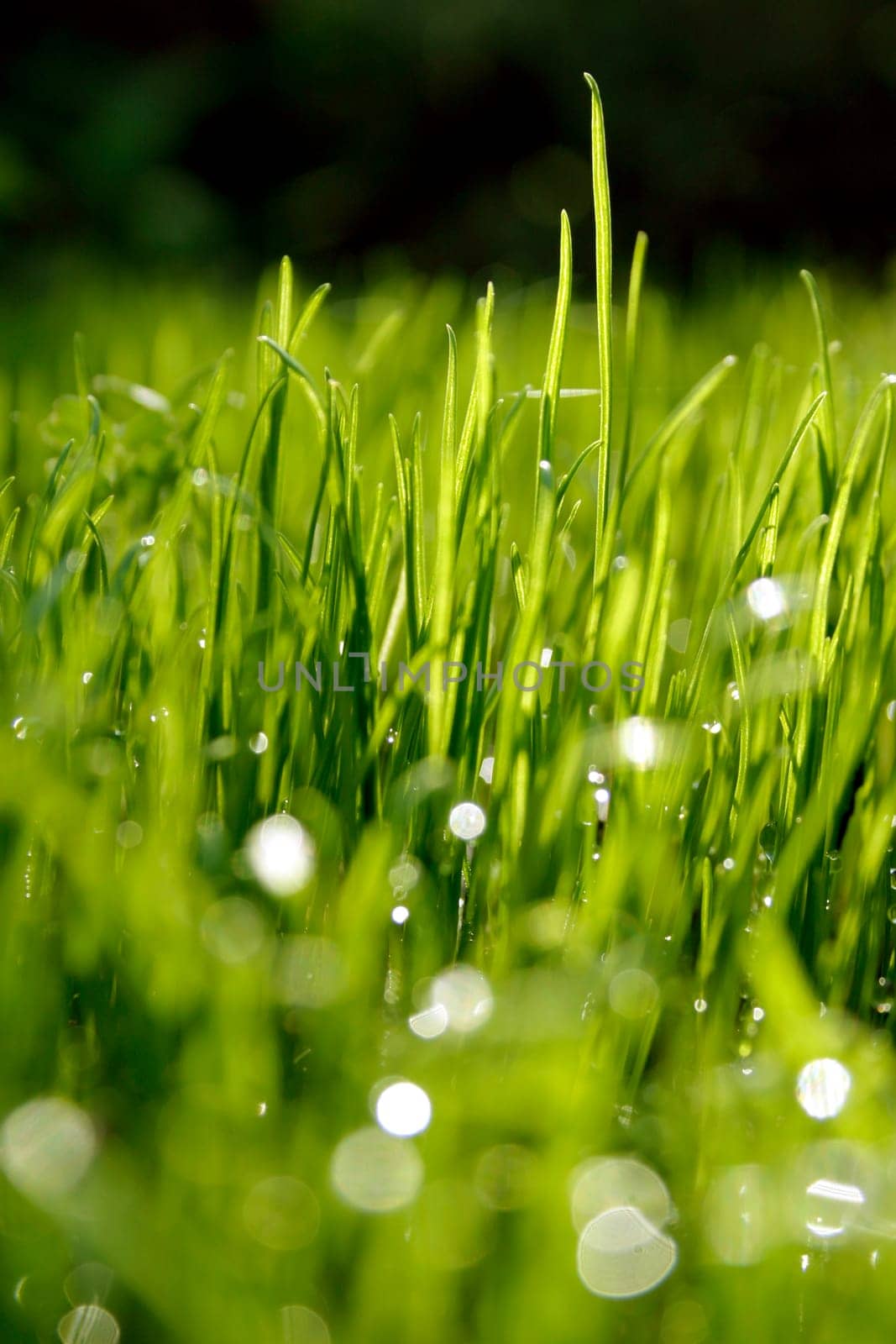 Grass,dewdrops