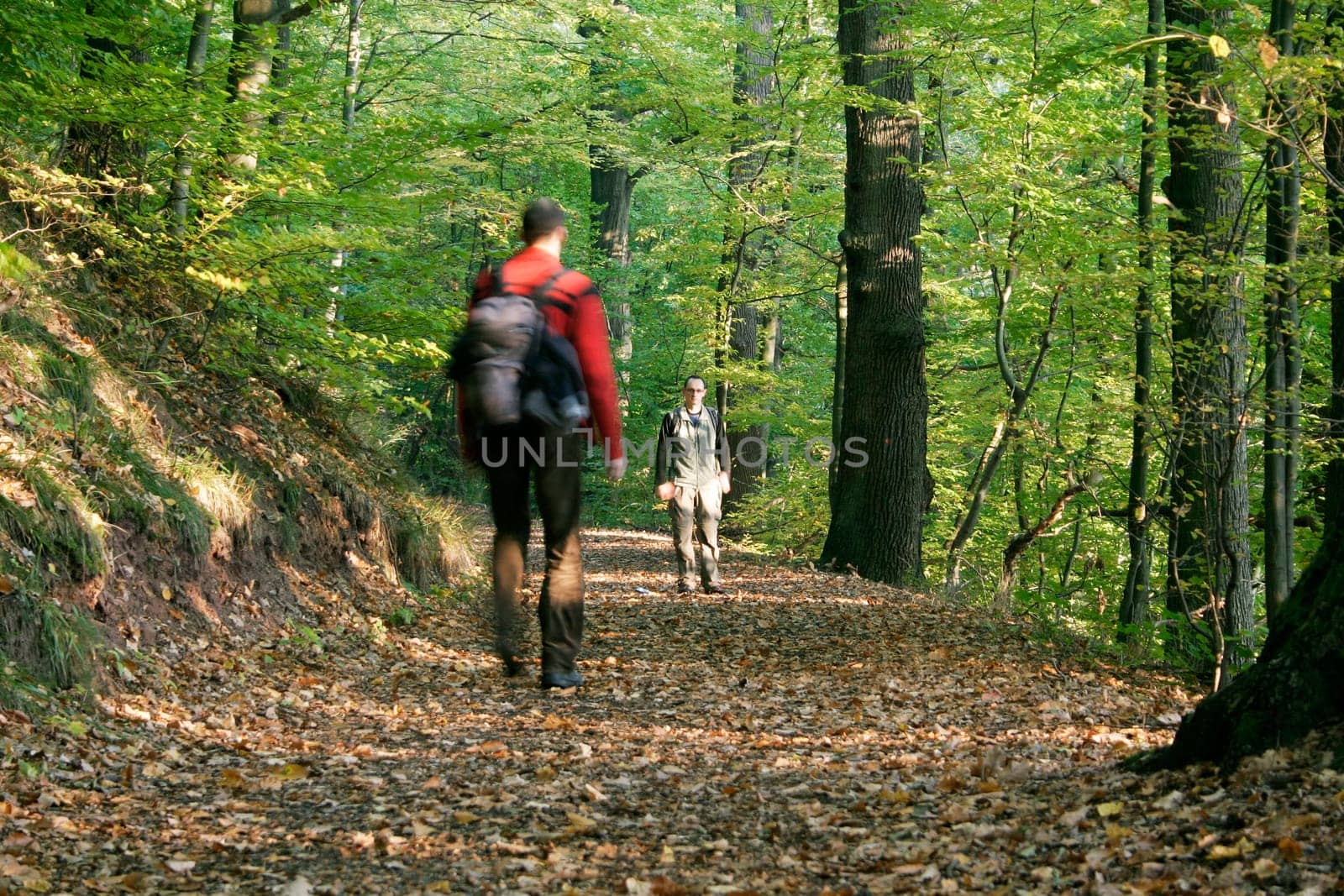 Hikers,forest path