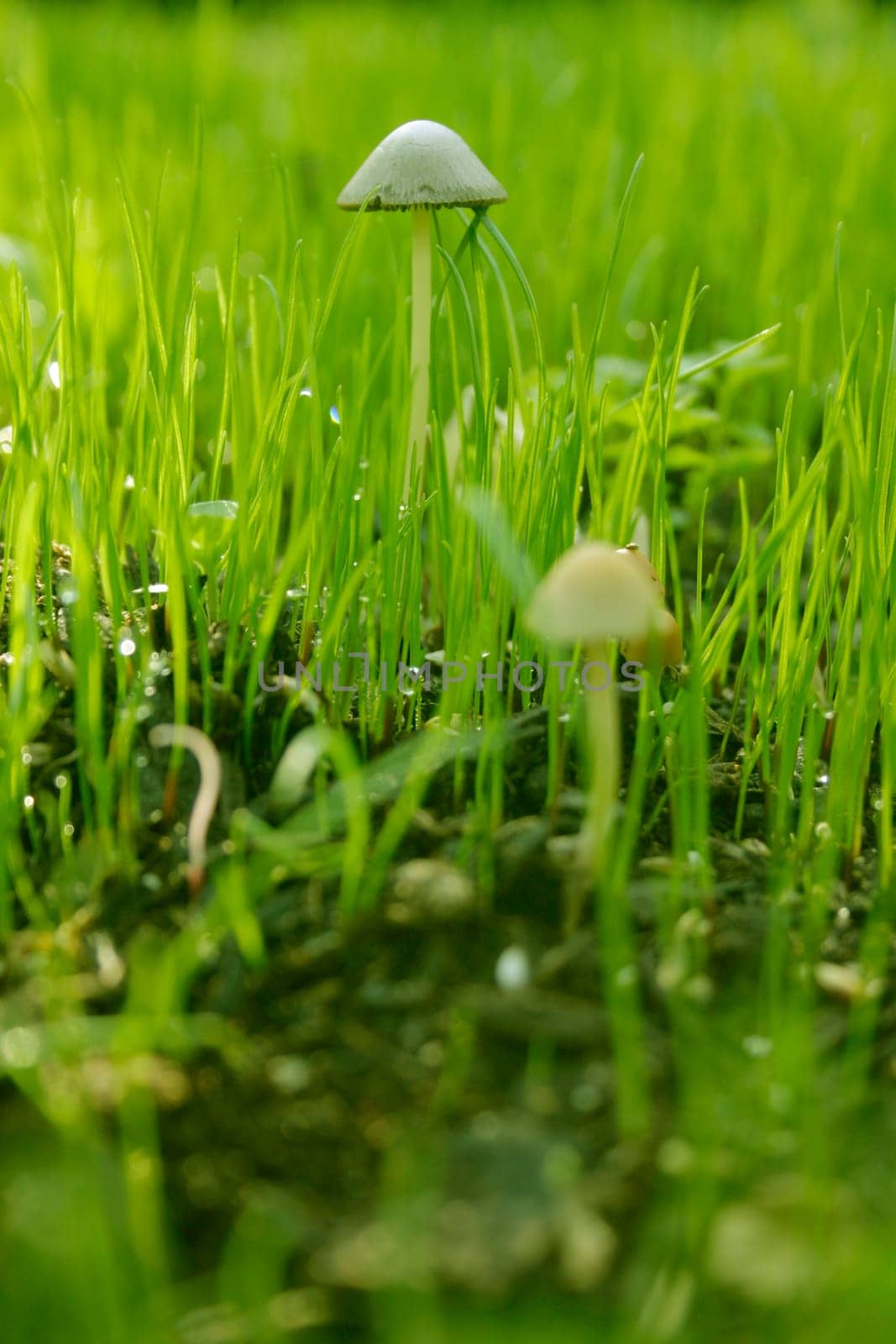Grass,dewdrops,mushrooms