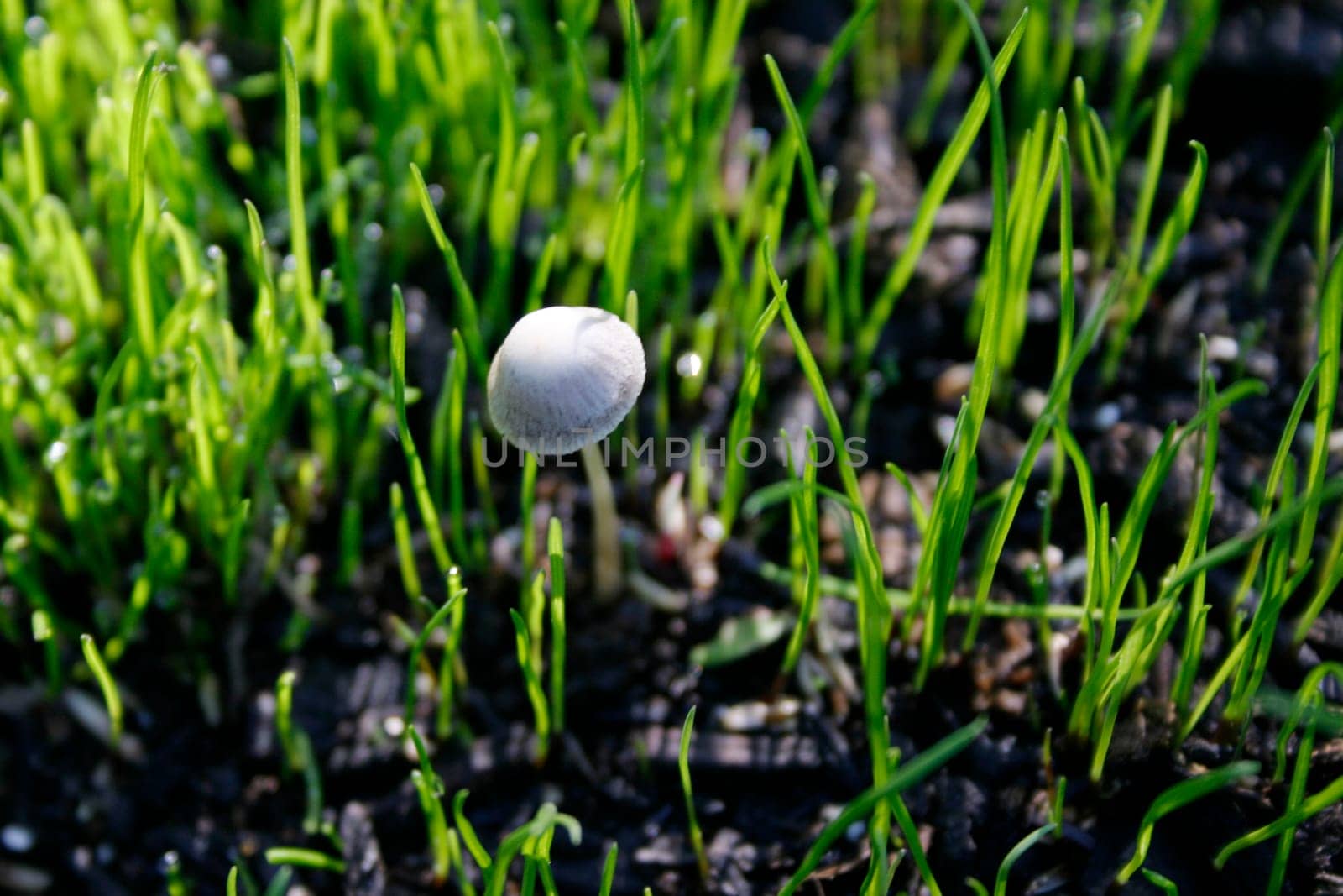 Grass,dewdrops,mushroom