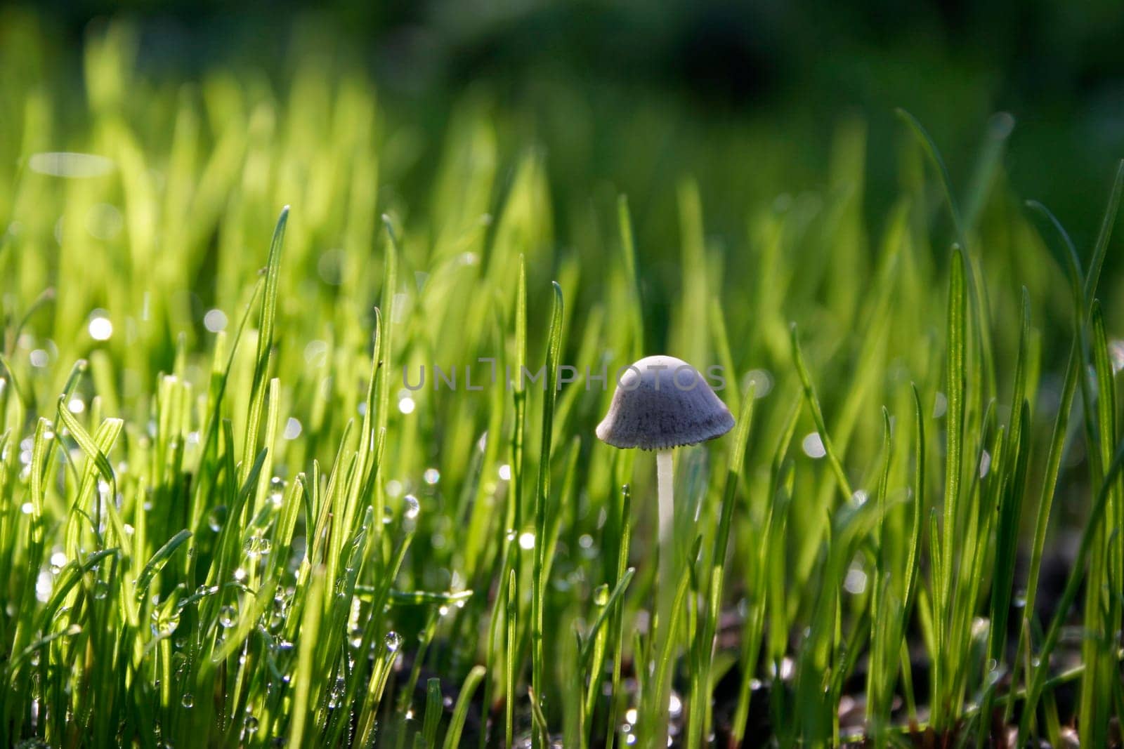Grass,dewdrops,mushroom