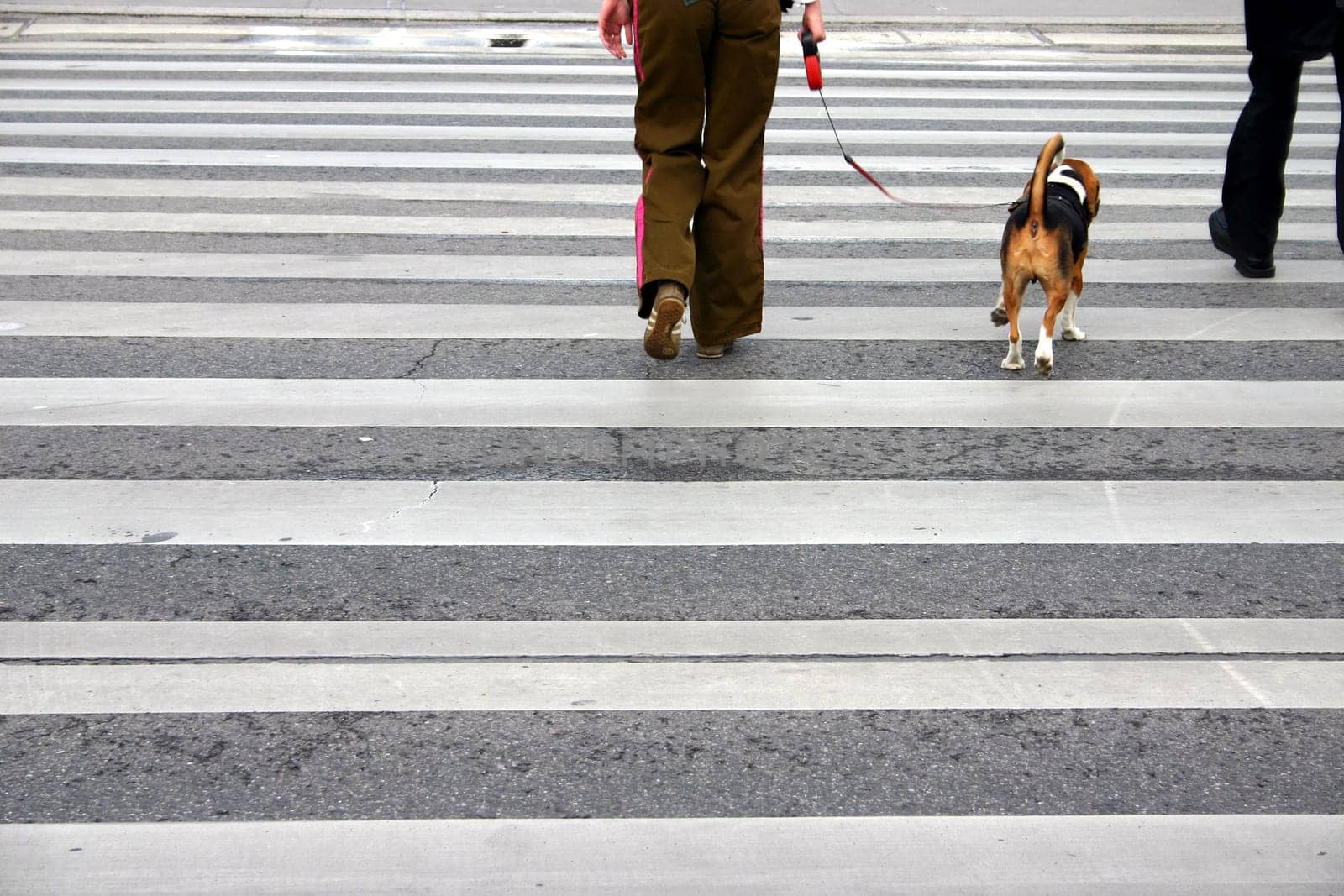 Zebra Crossing,Woman,Dog