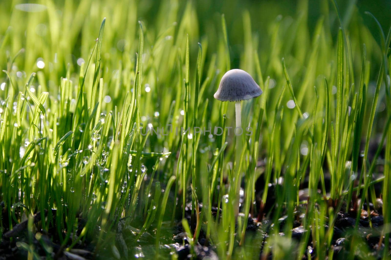 Grass,dewdrops,mushroom