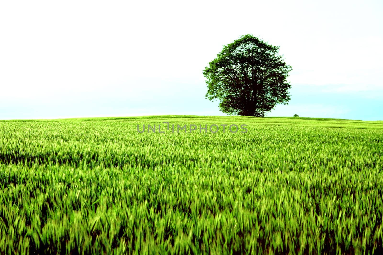Tree,Field,Sky