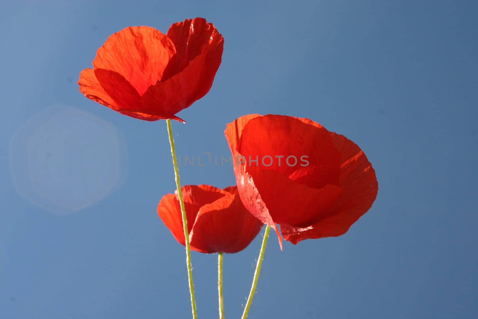 Poppies,Sky