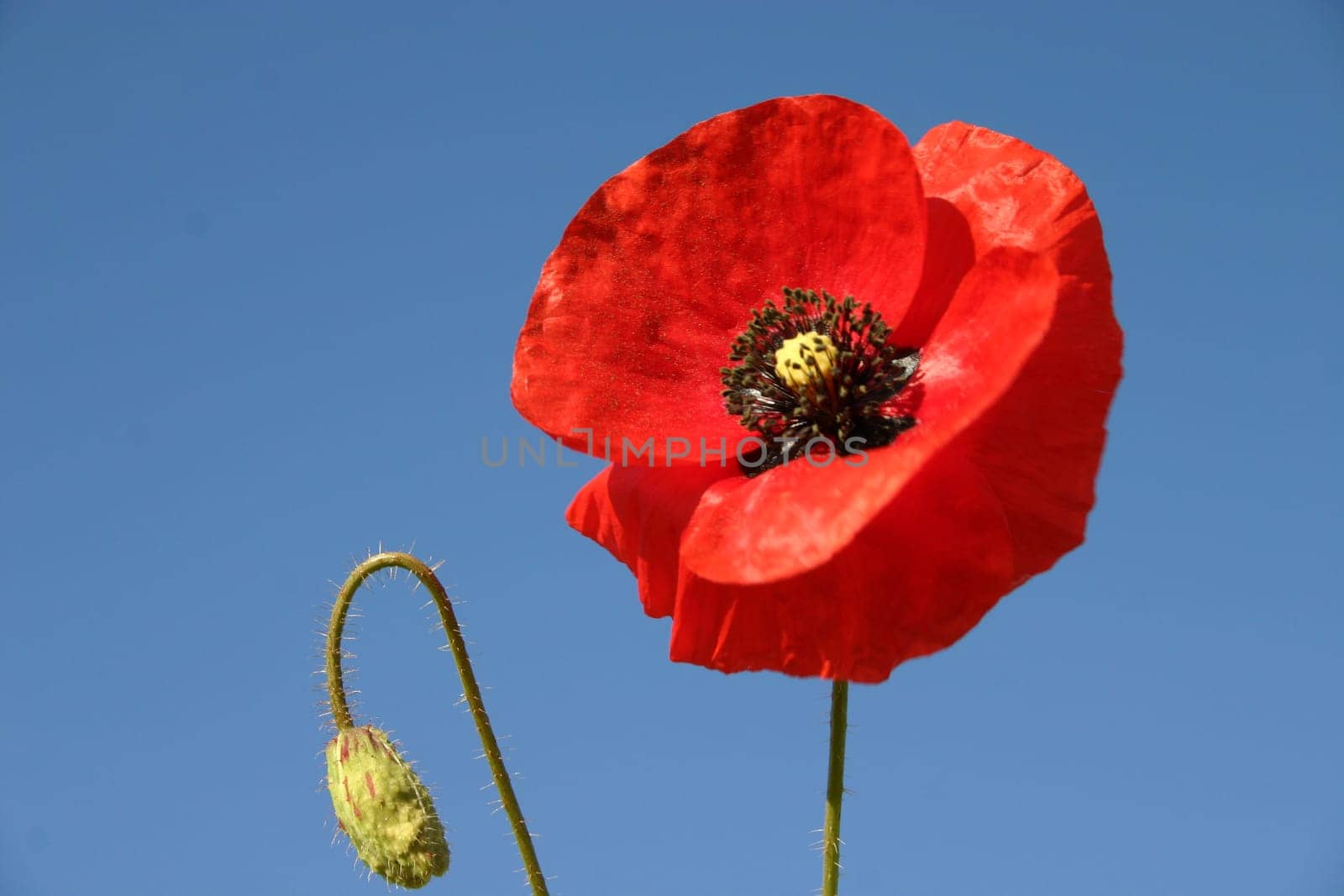 Poppy,Sky