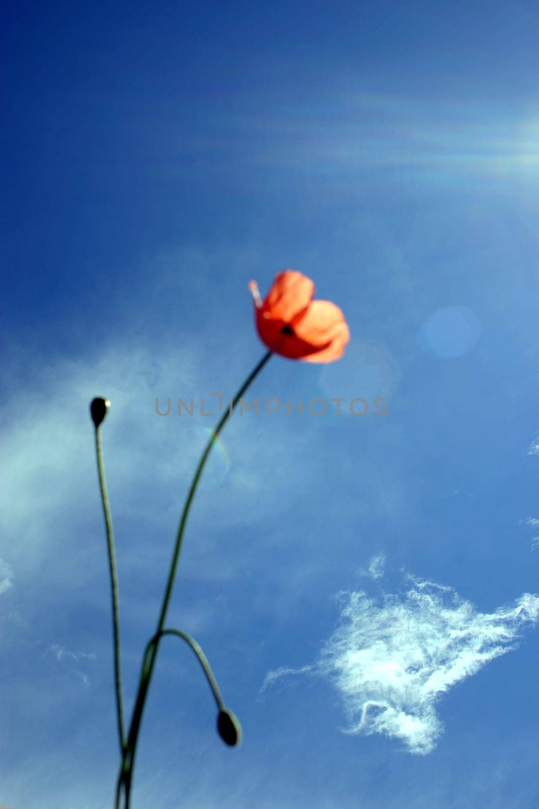 Poppy,Sky