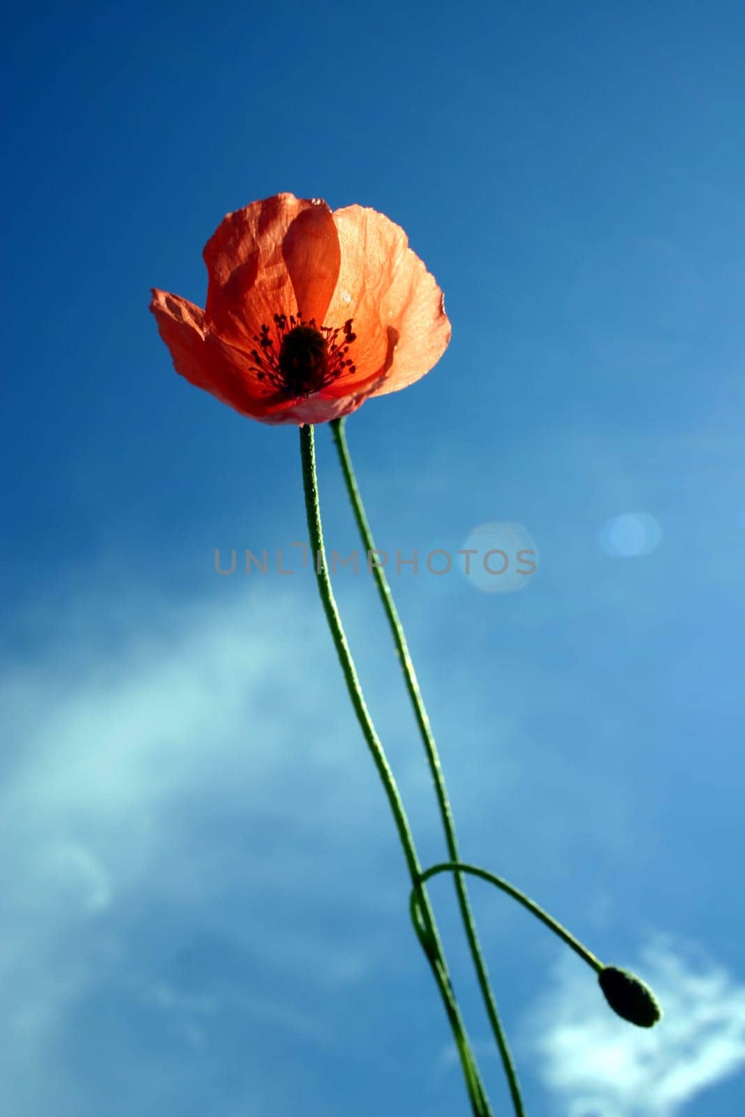 Poppy,Sky