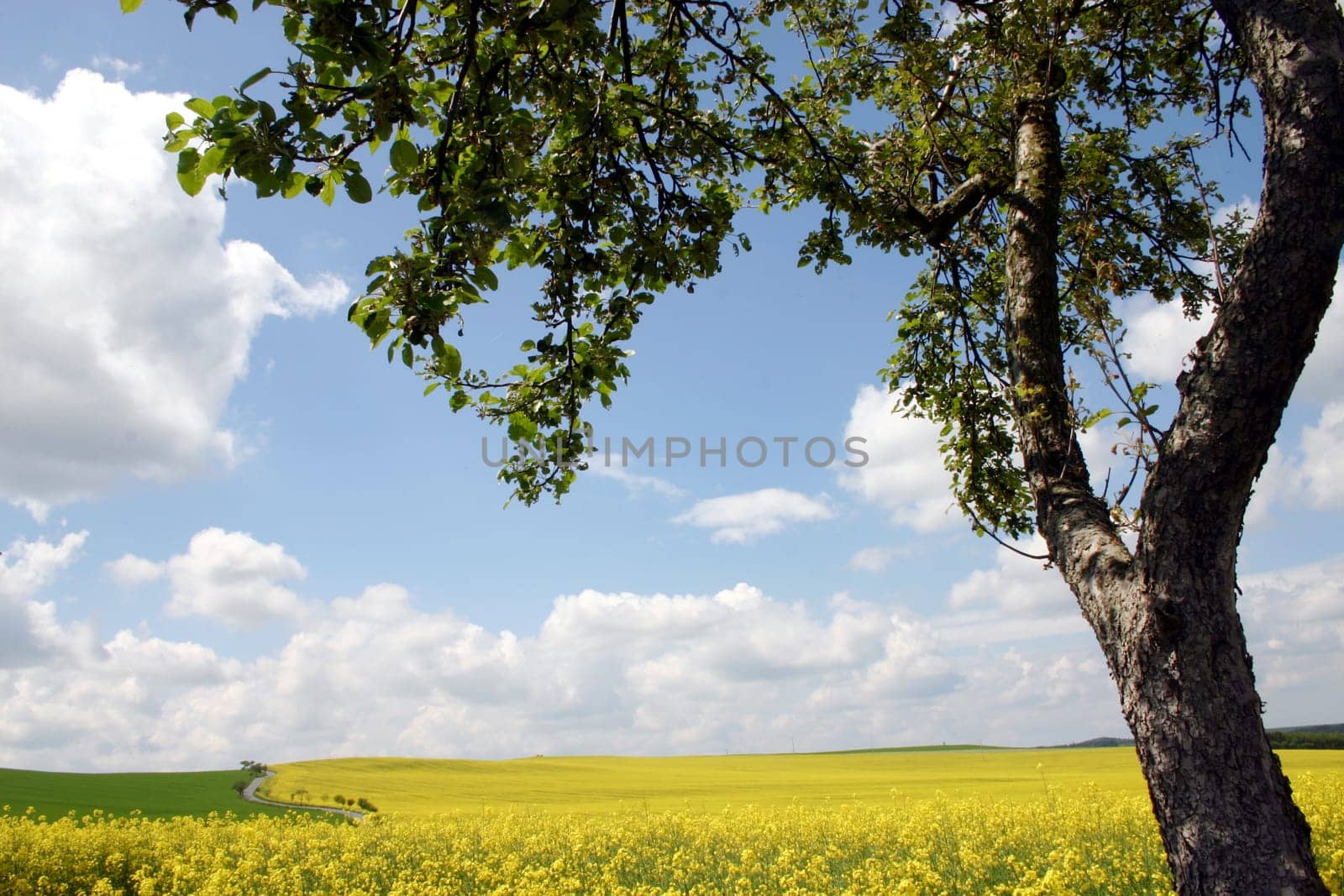 Tree,rapeseed field,sky