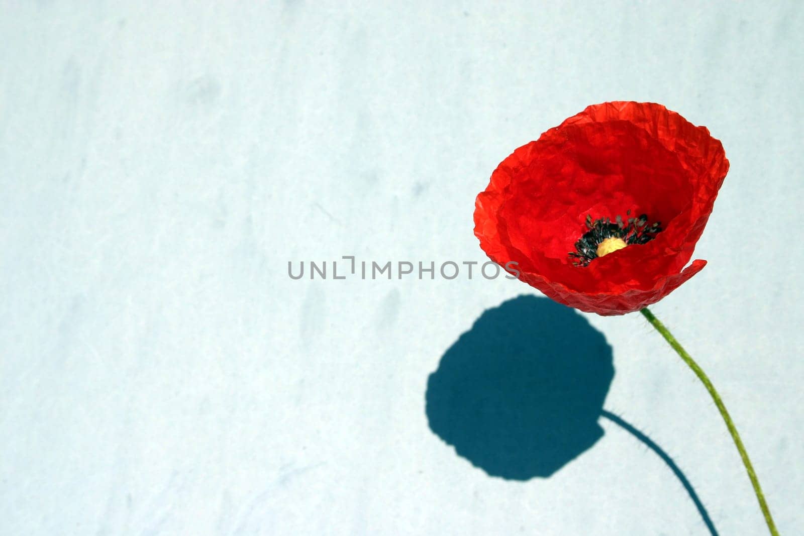 Poppy,Wall,Shadow