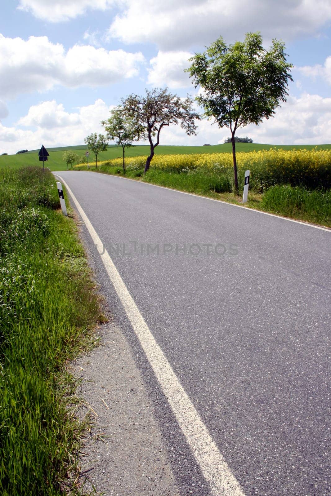 Road,Rapeseed field,Landscape