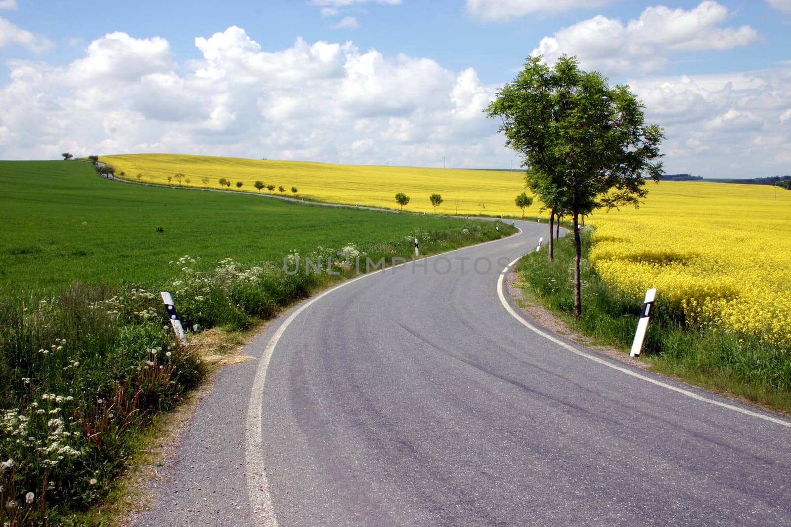 Road,Rapeseed field,Landscape