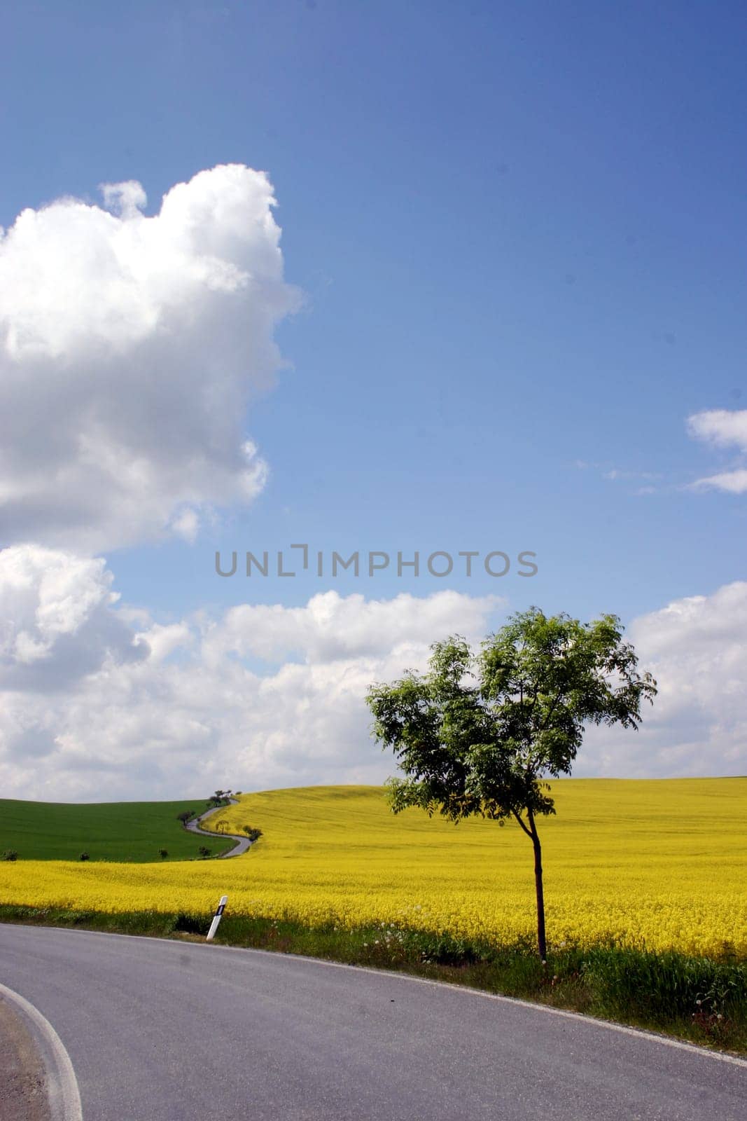 Road,Rapeseed field,Landscape
