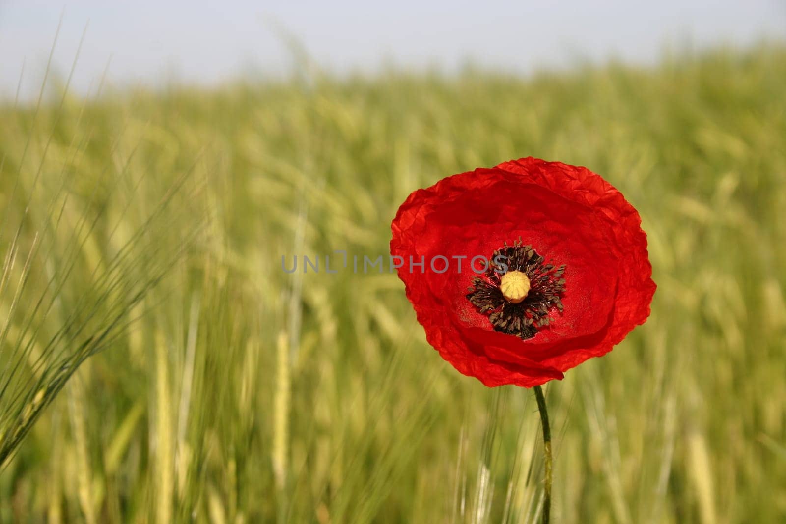 Poppy,Field