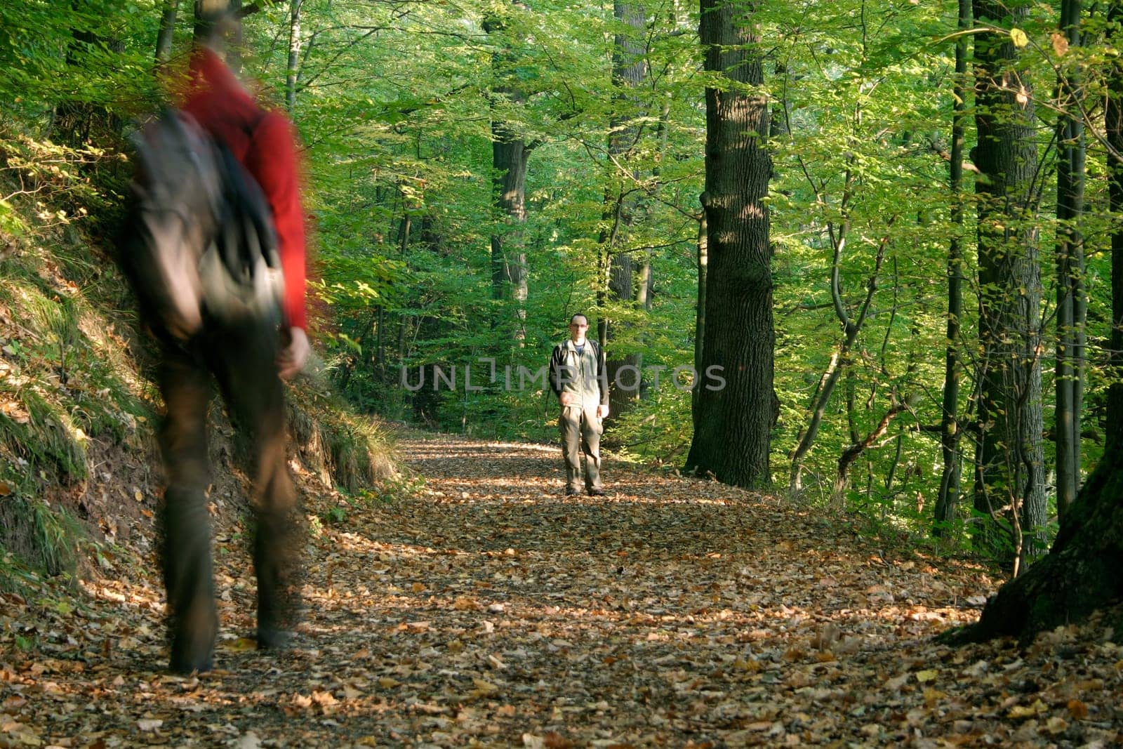 Hikers,forest path