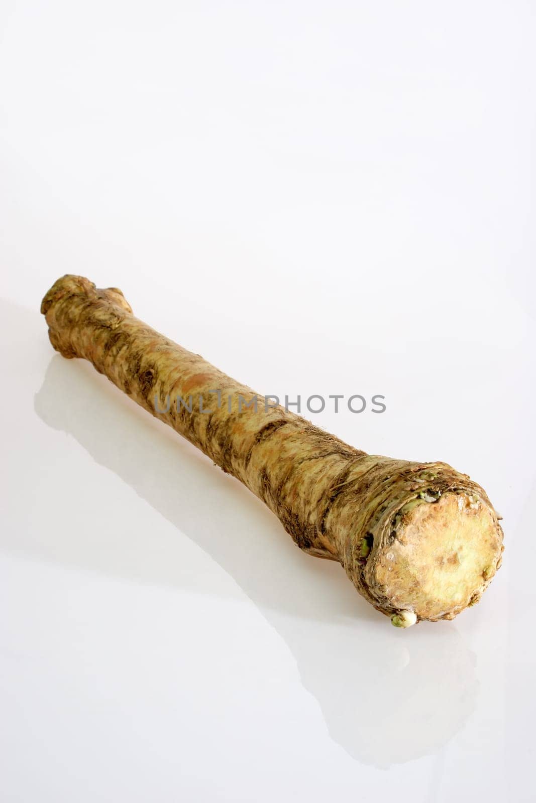 Root vegetable