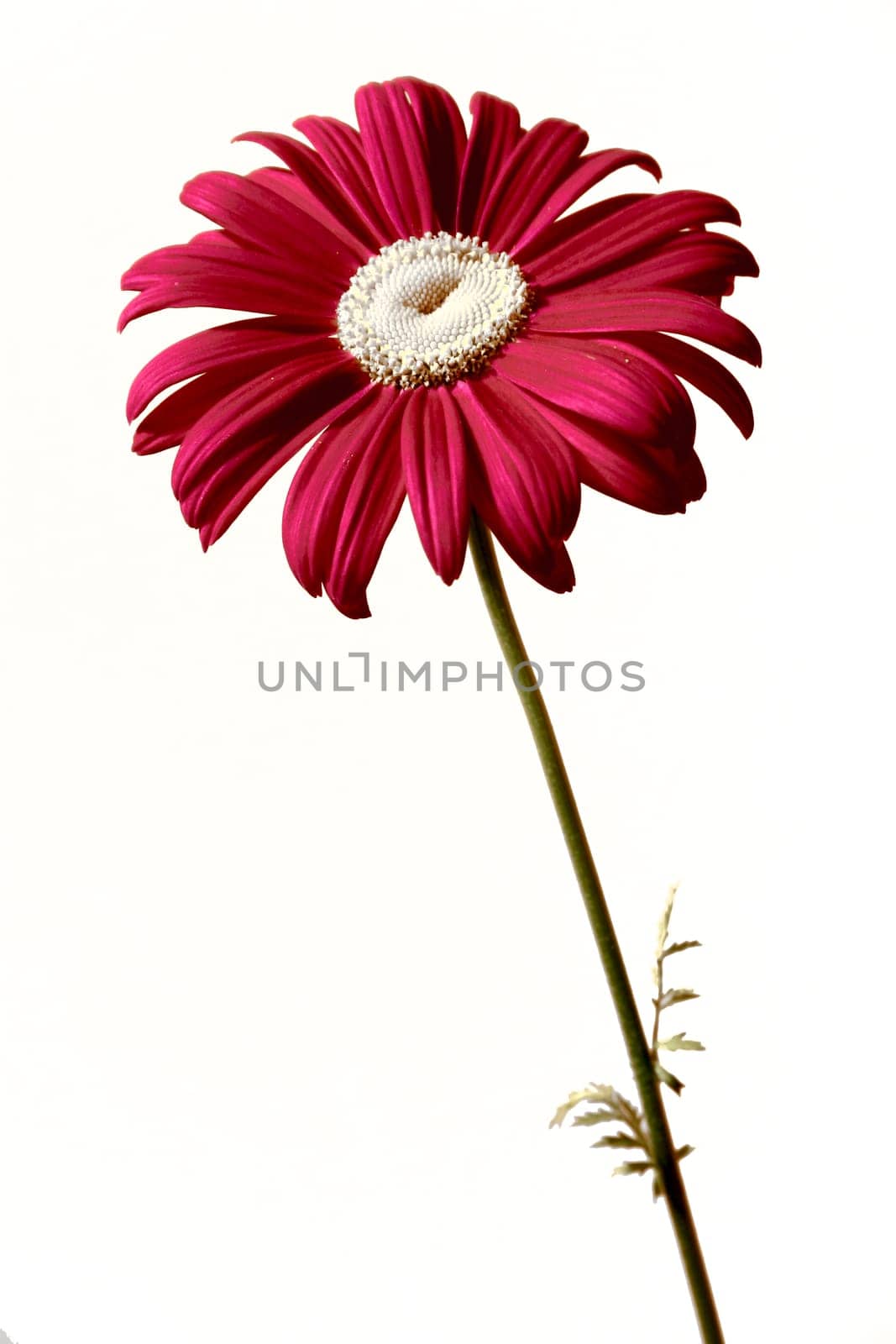 Gerbera,red