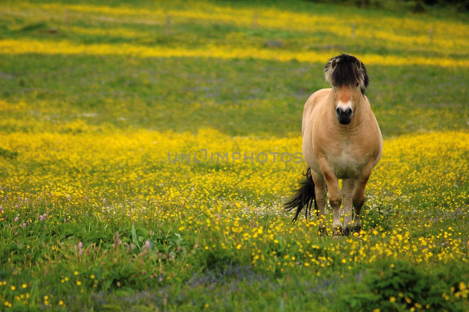 Horse on flower meadow