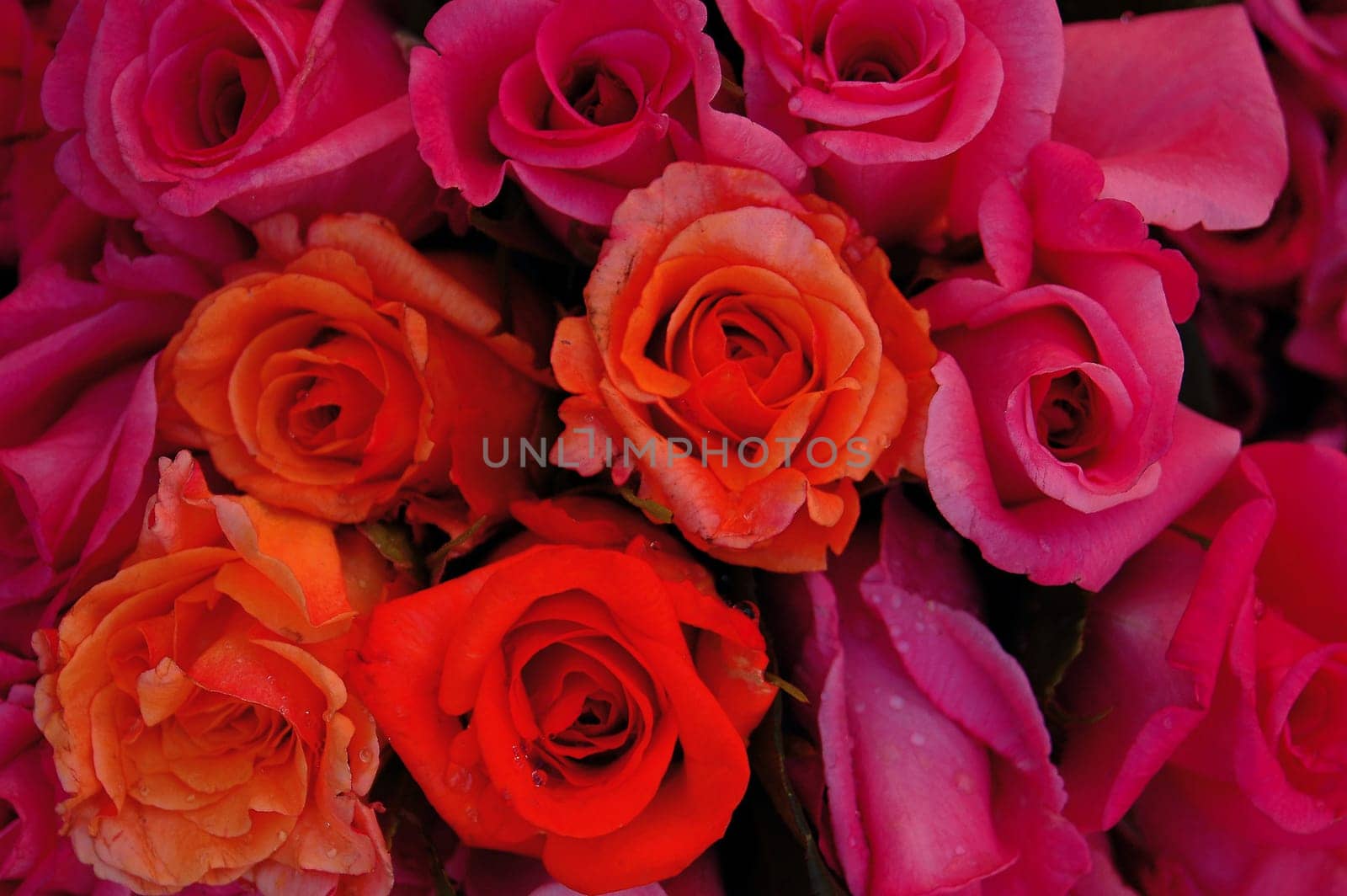 red roses