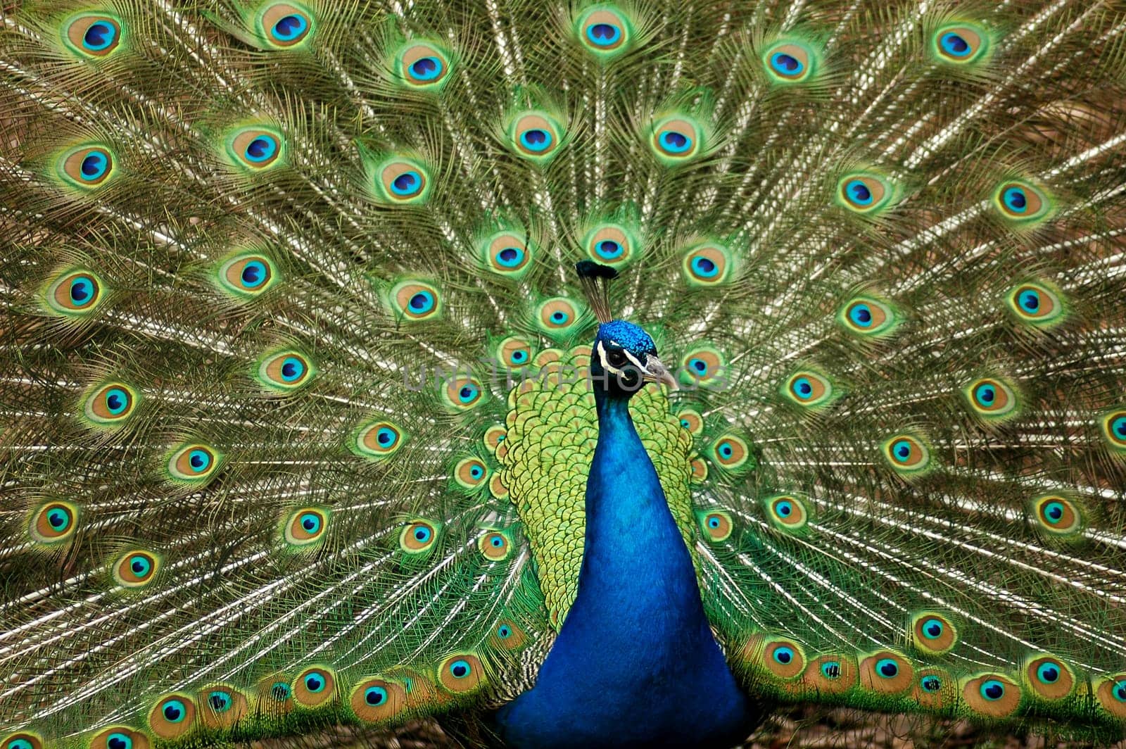 Peacock with wheel