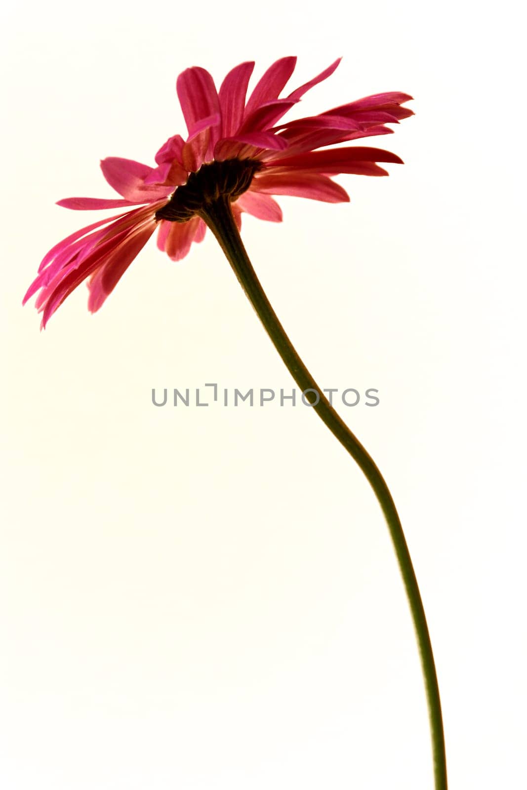 Gerbera,red