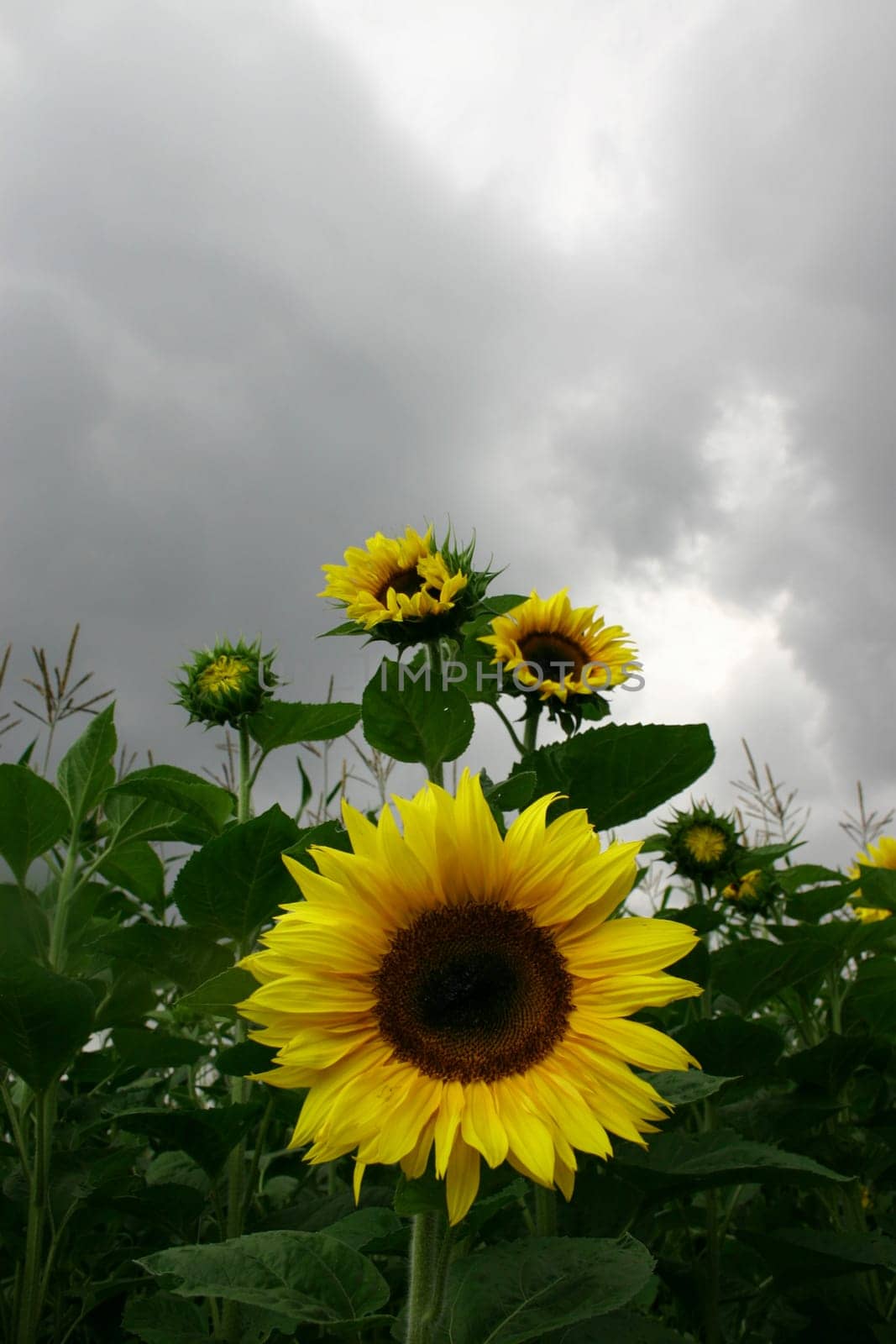Sunflowers,Cloudy Sky